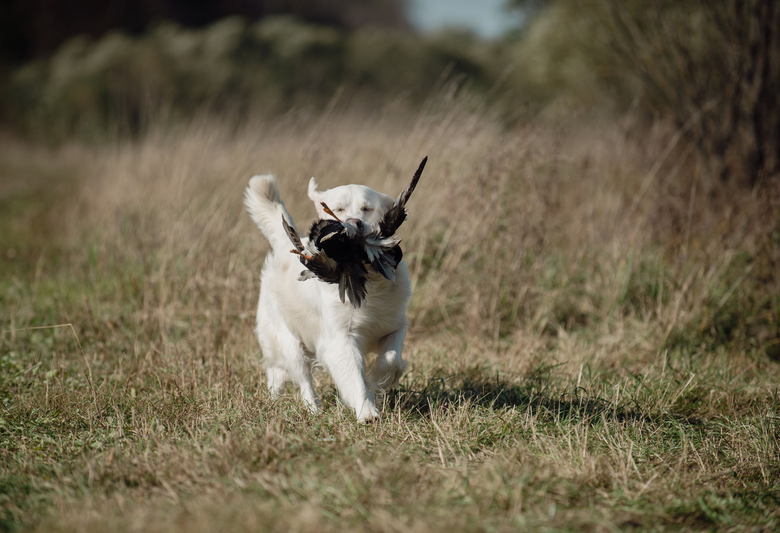 Состязания РиПБД, Школа Шмеля, 24.09.23. Фотограф-анималист Наталья Светличная