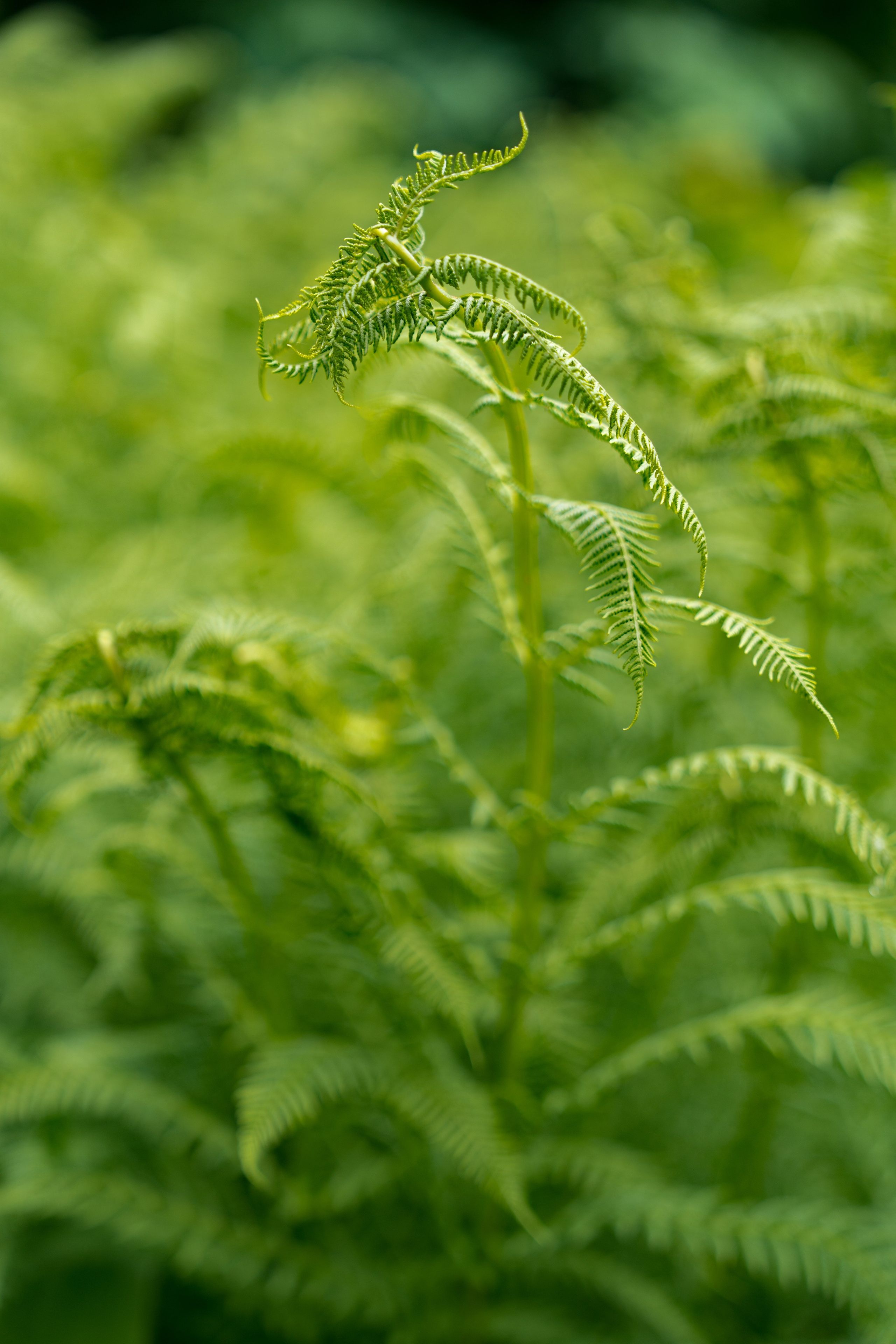 MICE мероприятие для компании «Доставка морем»: хайкинг к Ачипсинским водопадам. Репортажный фотограф в Красной Поляне и Сочи Павлюченко Екатерина