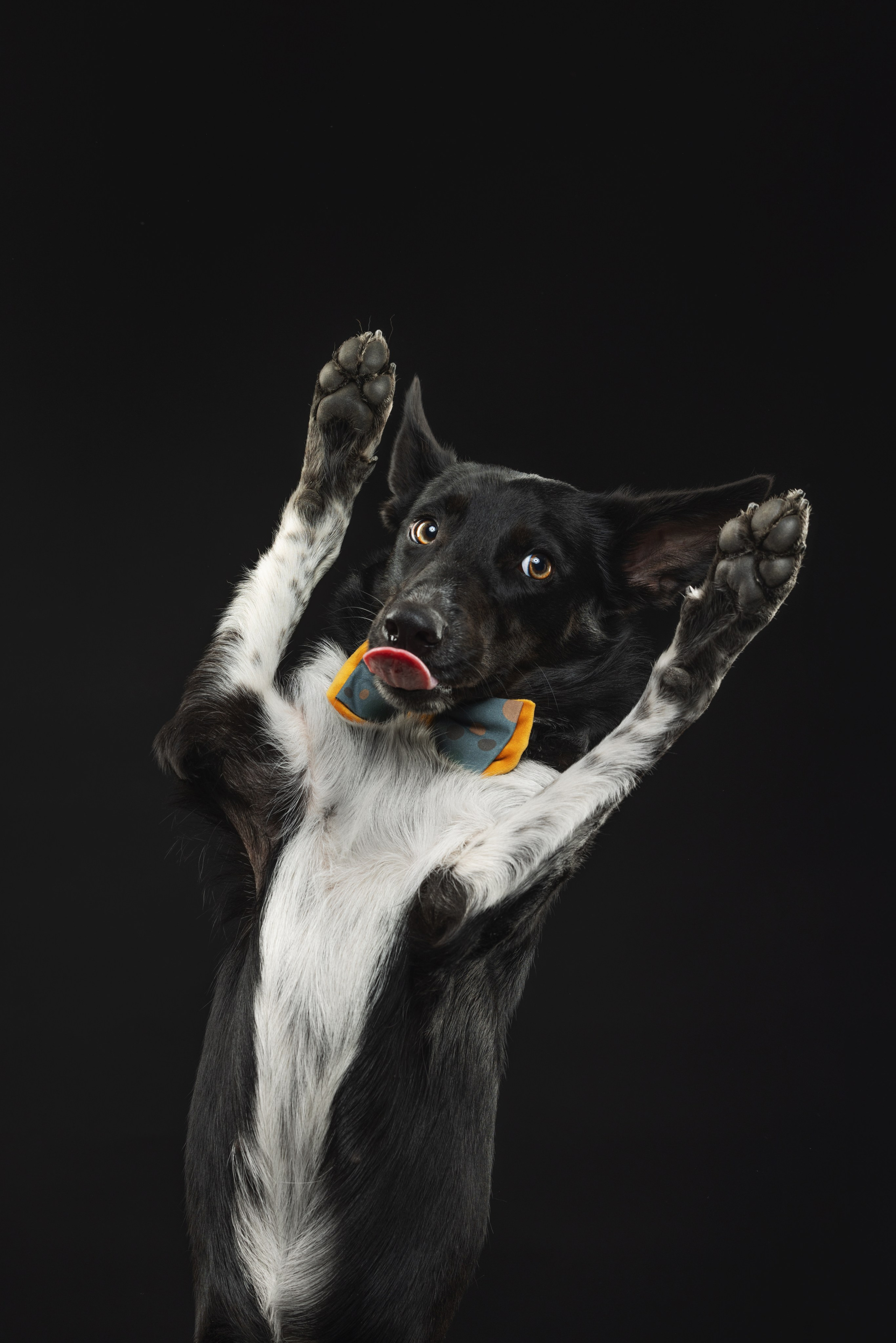 Бордер колли. Фотограф анималист Осипчикова Мария