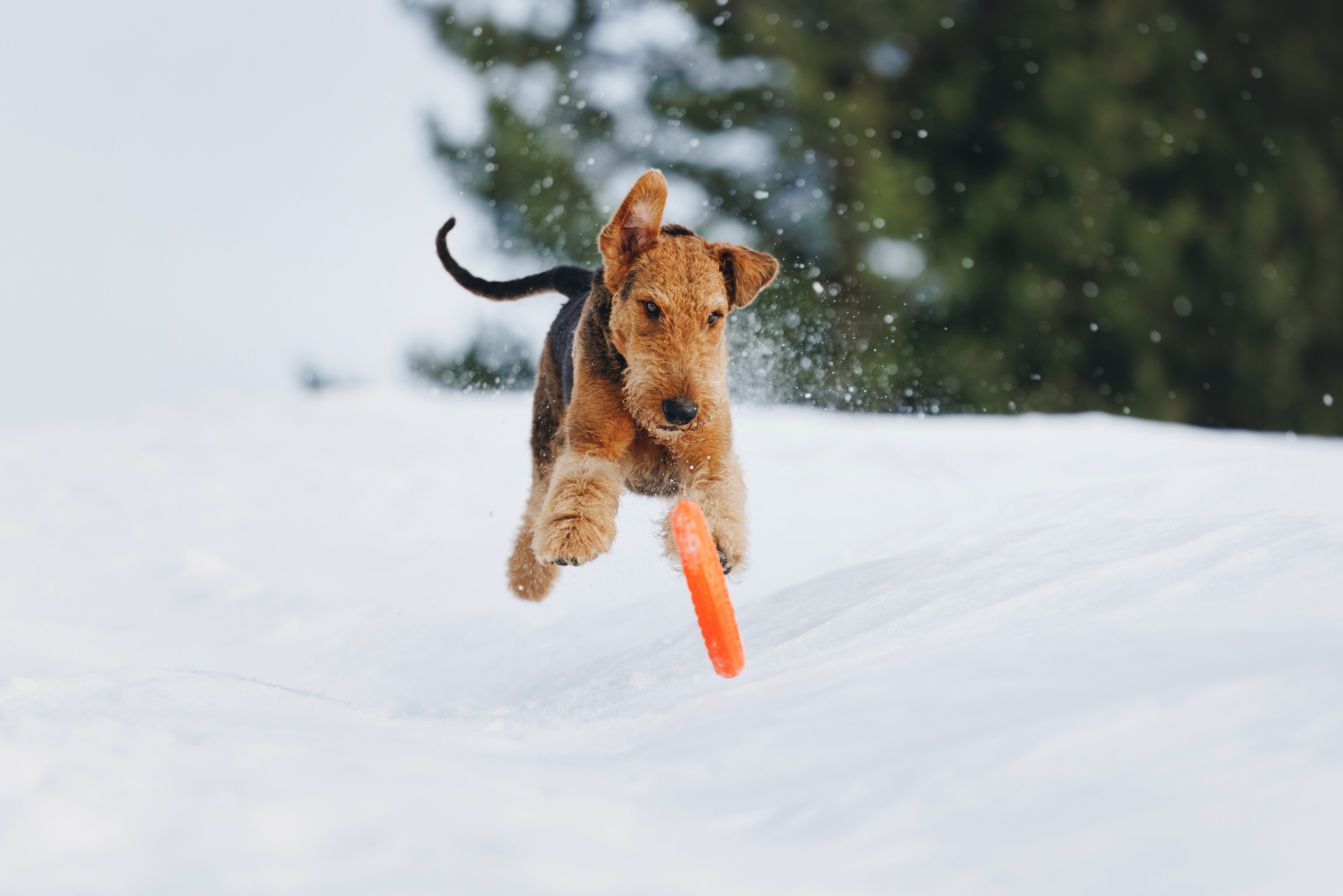 Оля и Хард. Фотограф анималист Осипчикова Мария