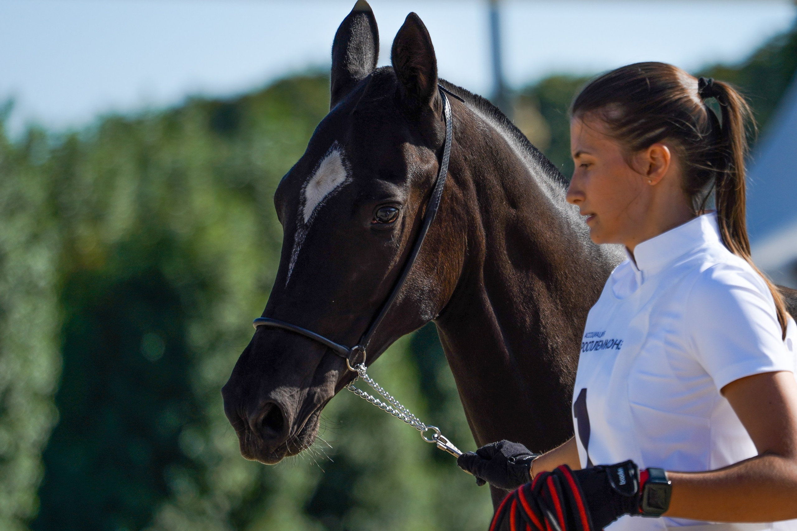 Чемпионат лошадей чистокровной ахалтекинской породы «КУБОК РОССИИ — 2024». Фотограф-анималист, портретный фотограф в Чебоксарах Мария Садыкова