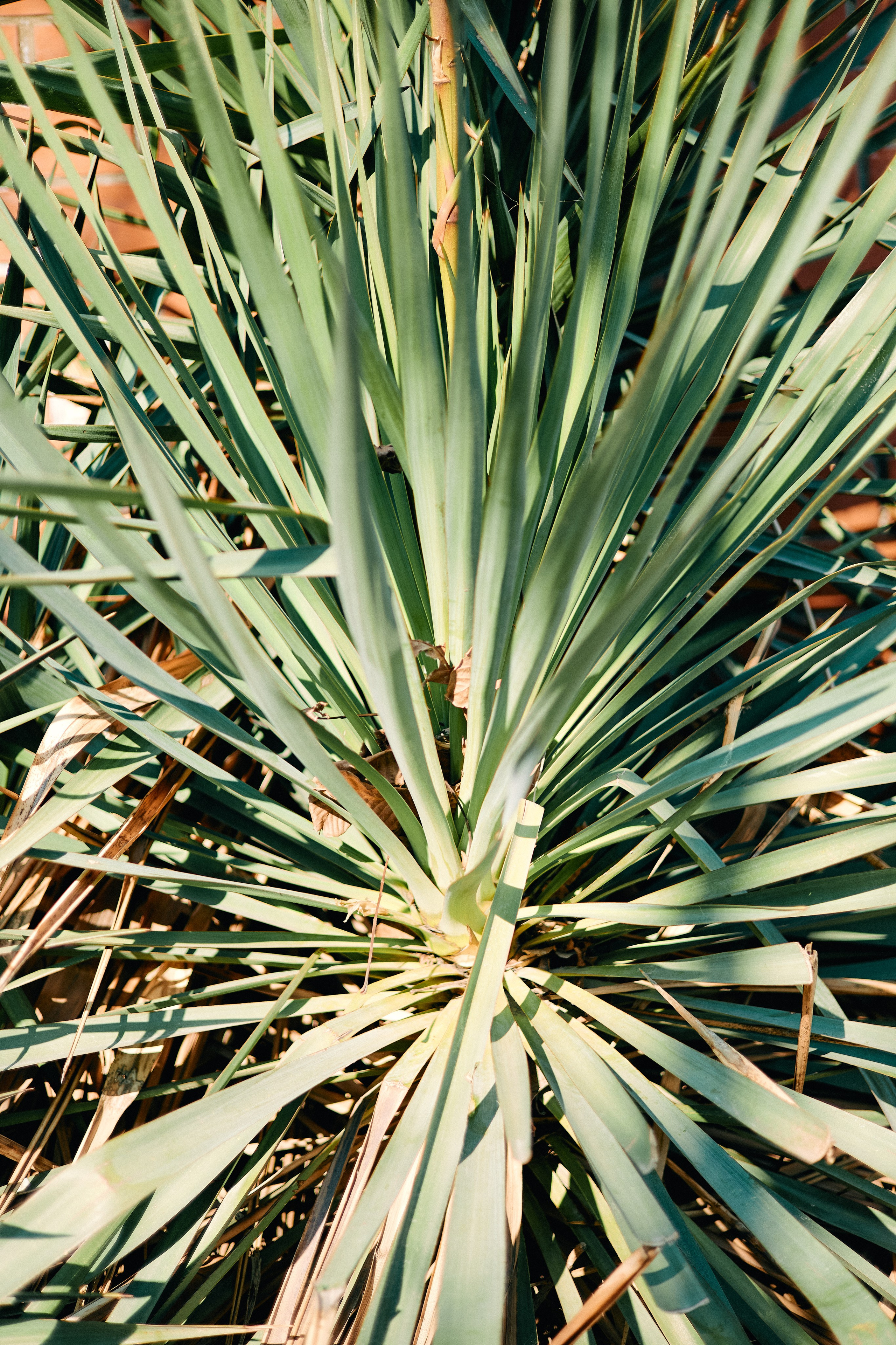 Юг России. Профессиональный Фотограф во Владимире, в Москве и в Суздале — Полина Романычева