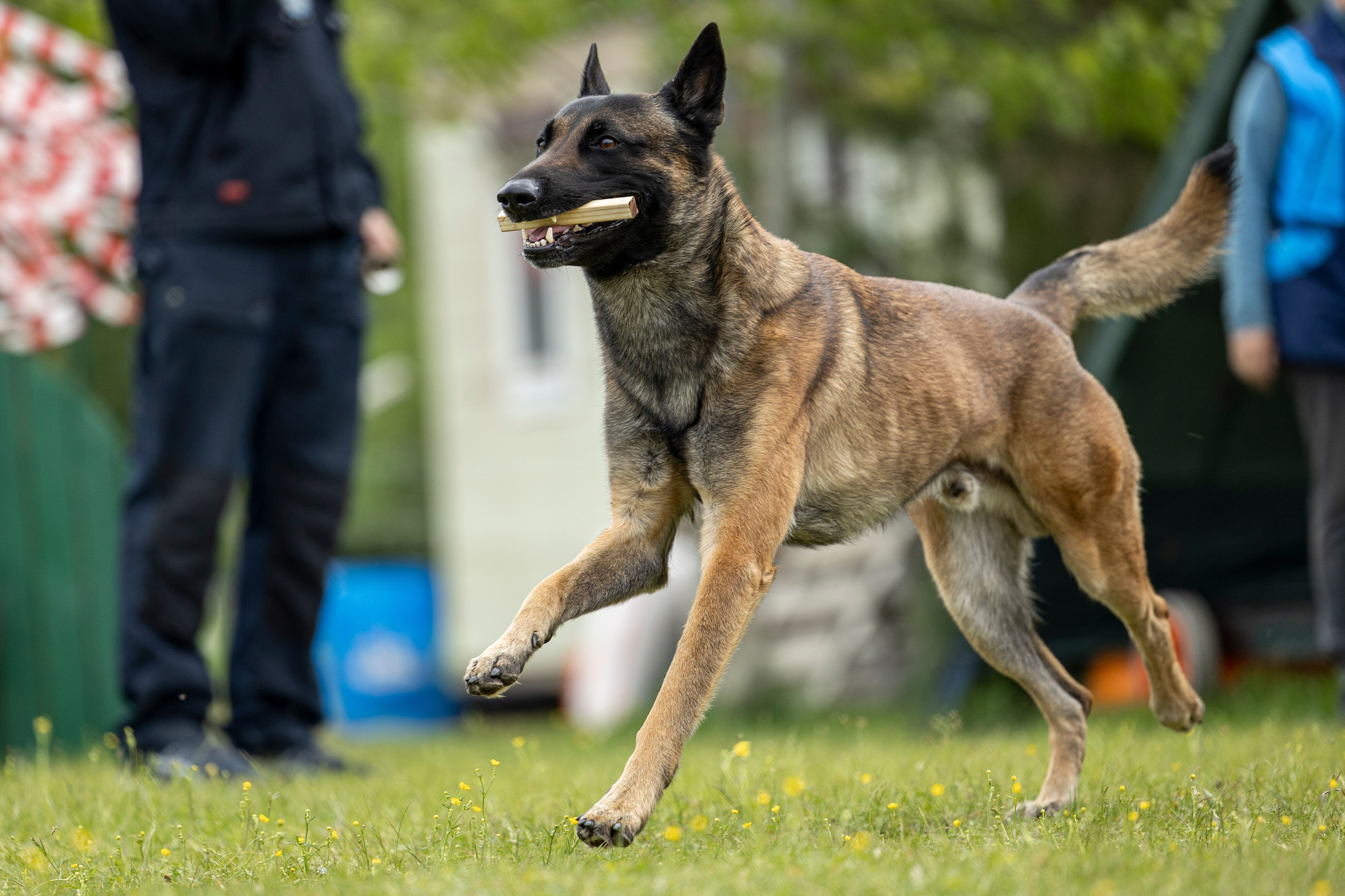Испытания по мондьорингу в Нижнем Новгороде. Фотограф-анималист Анна Маринич