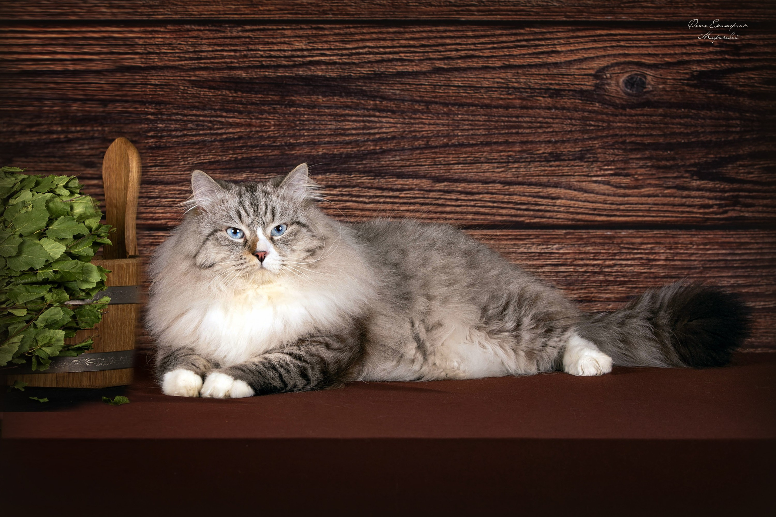 Стендовая съёмка на выставках кошек. Фотограф-анималист в Омске Екатерина Маричева