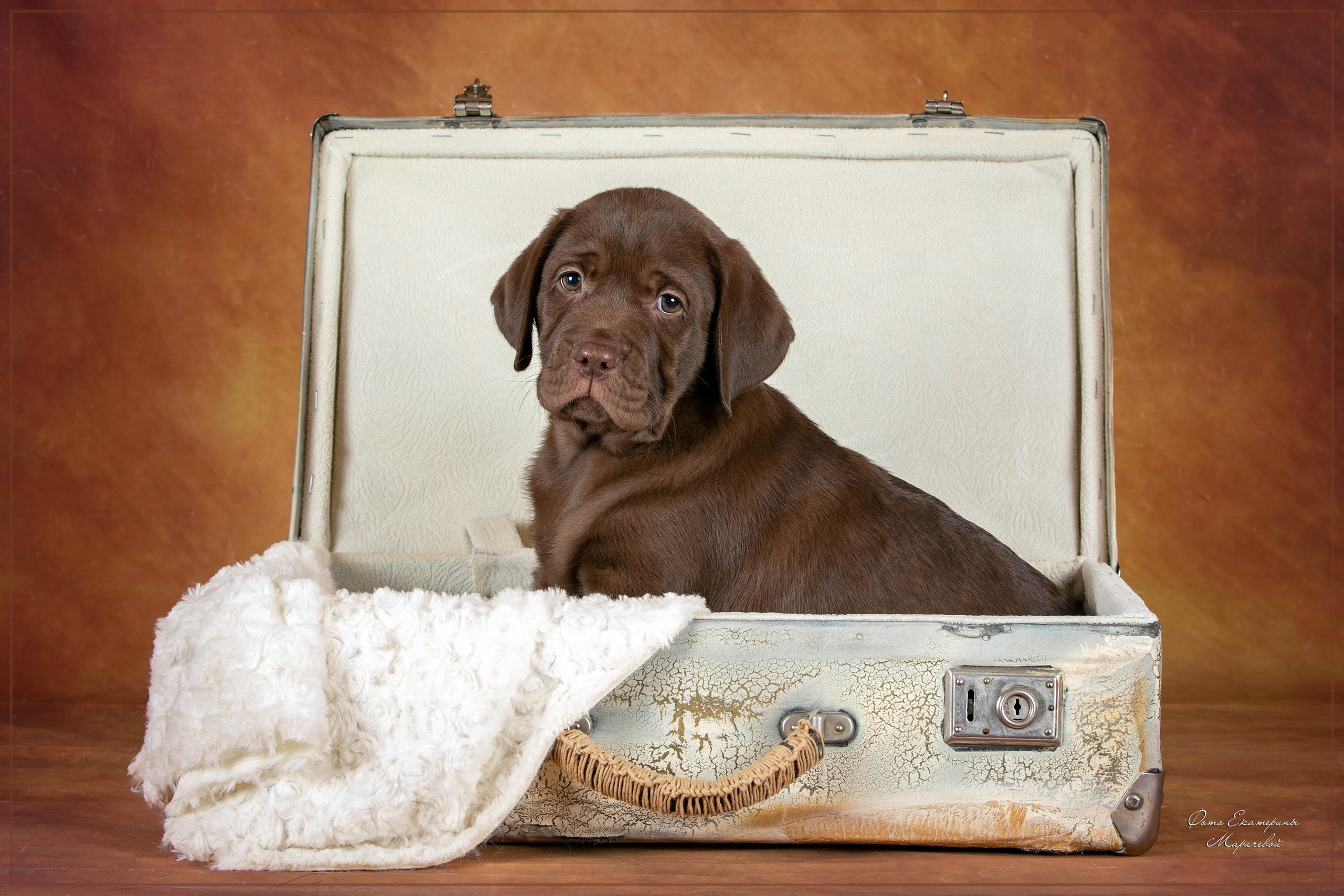 Галерея щенков. Фотограф-анималист в Омске Екатерина Маричева