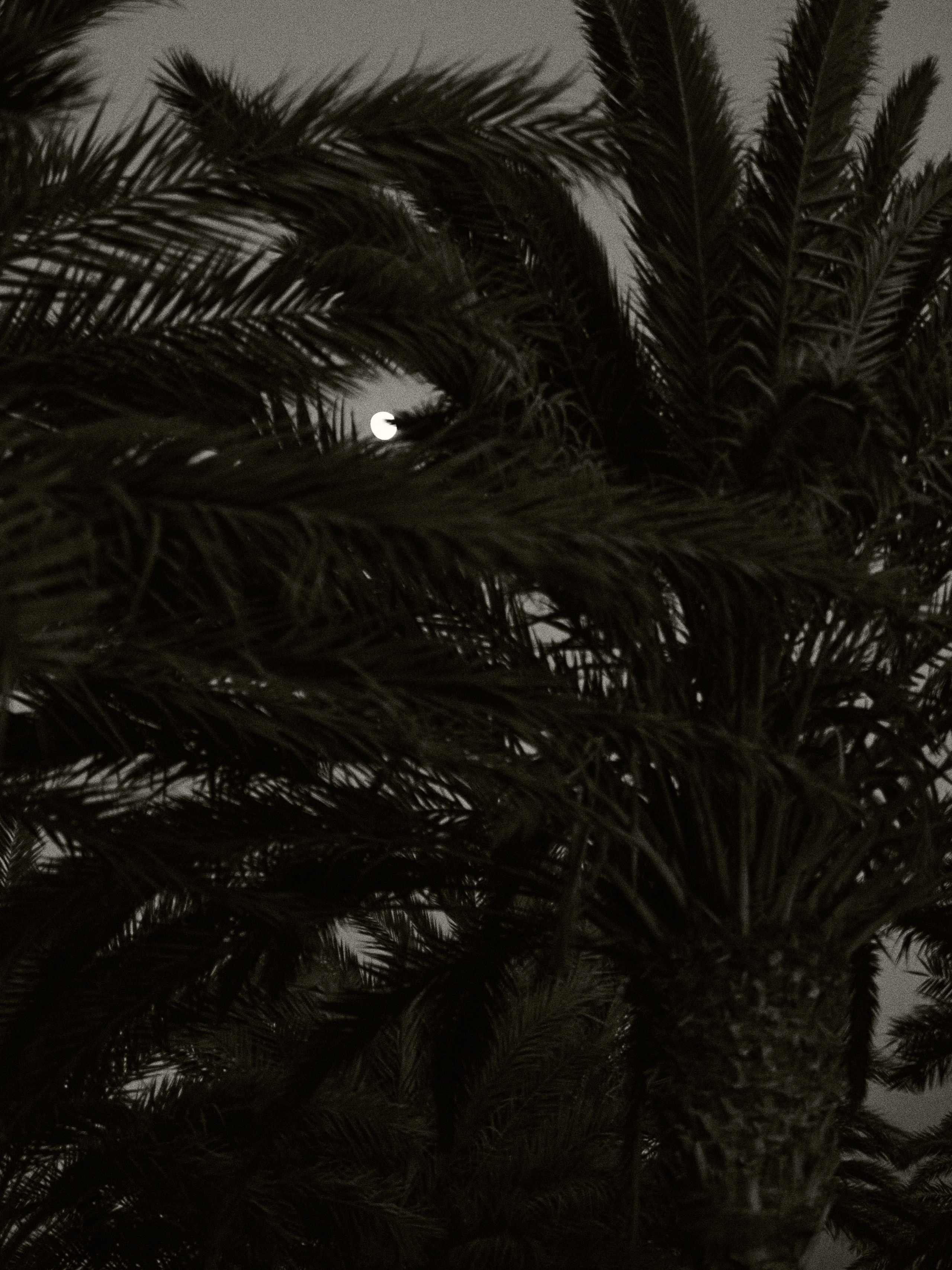 Диптих. Jorgis — фотограф в Хургаде / обучение фотографии