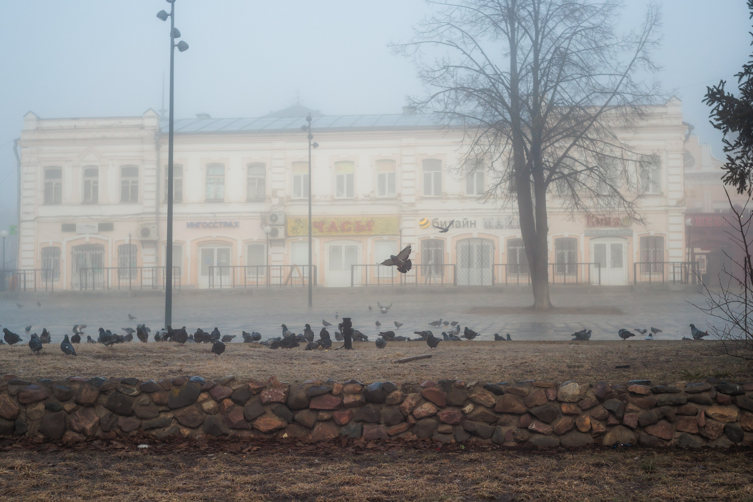 Птицы, животные. Владимир Петухов — фотограф в г. Кинешма. Оператор FPV