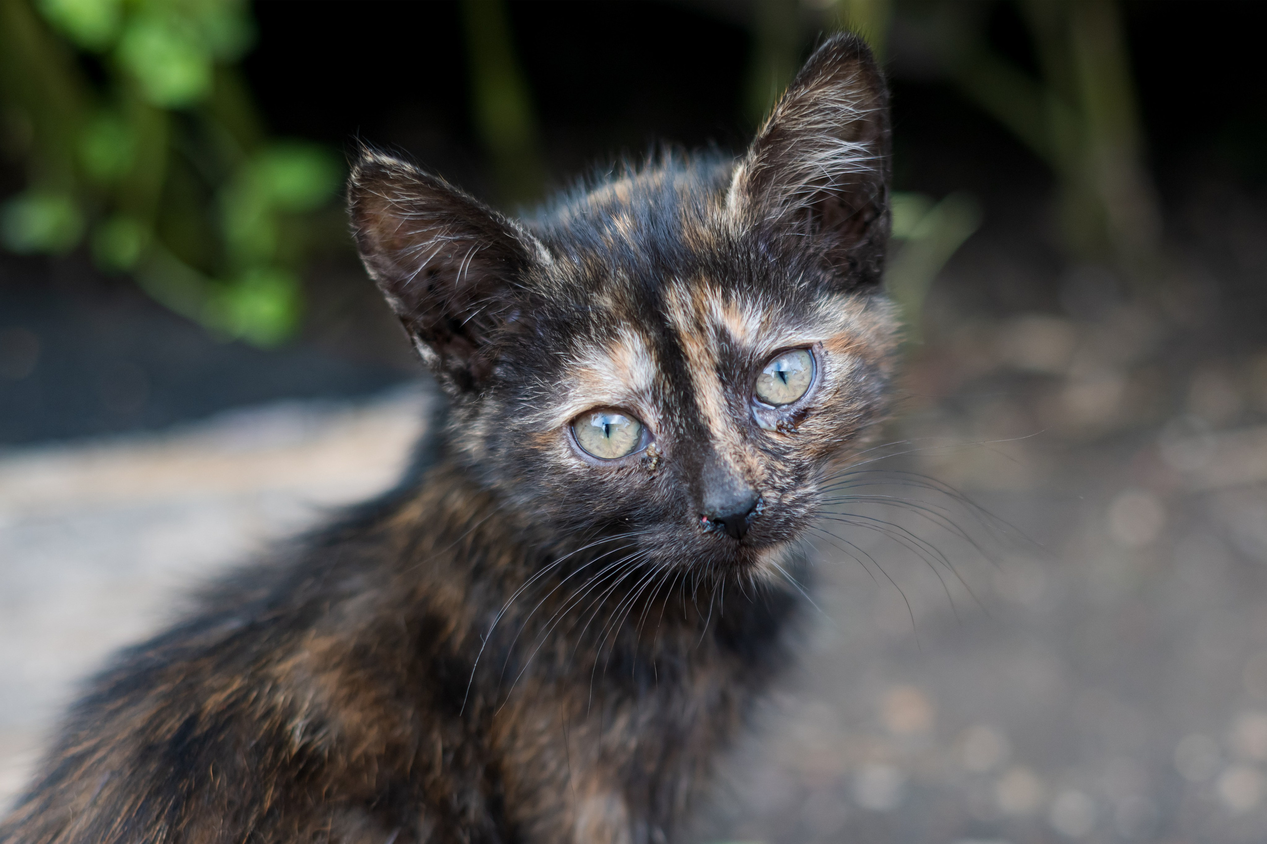 Животные. Фотограф в Москве Демьян Лопатов