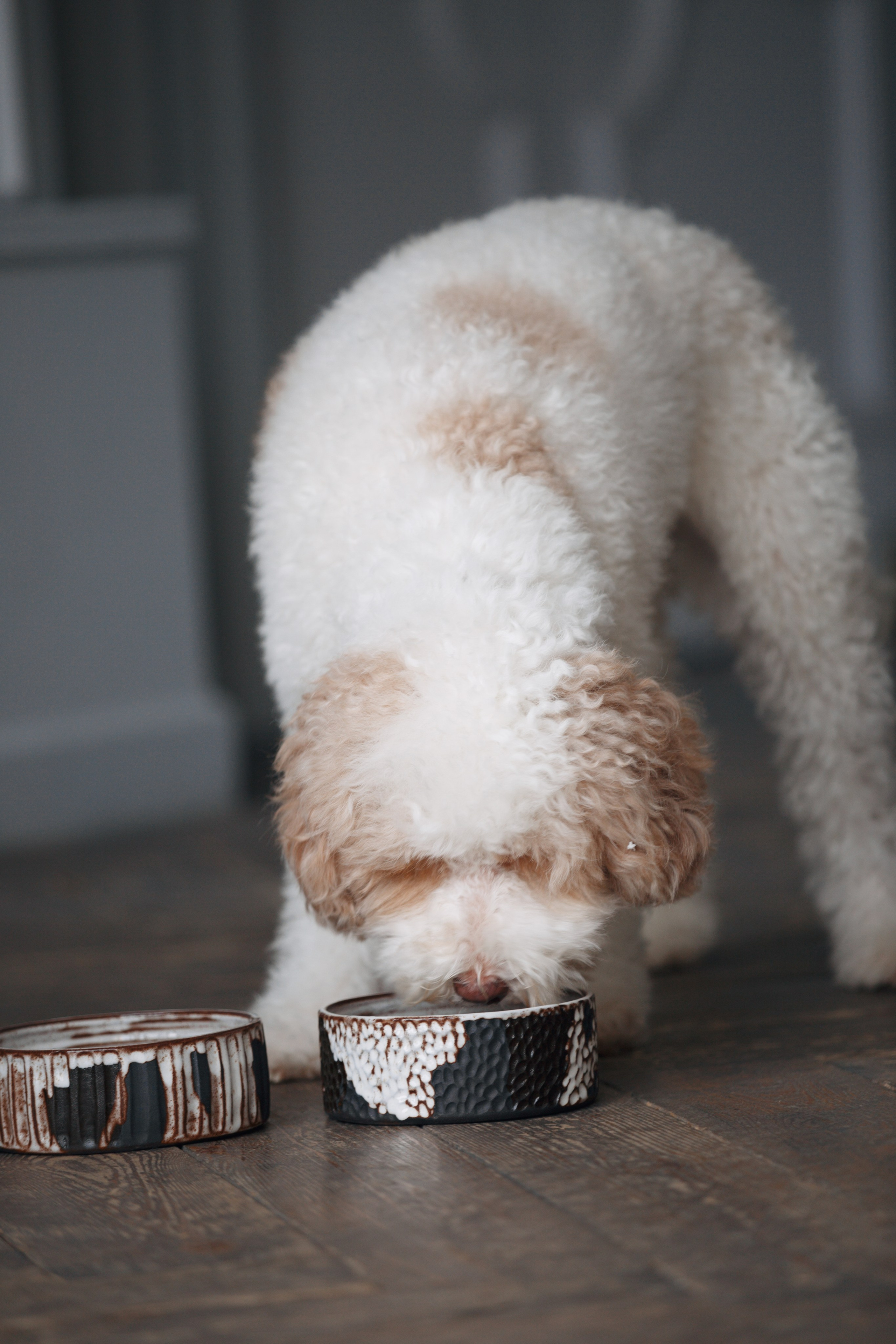 Bmbh лежанки и адресники. Фотограф анималист Кристина Карпова, Москва