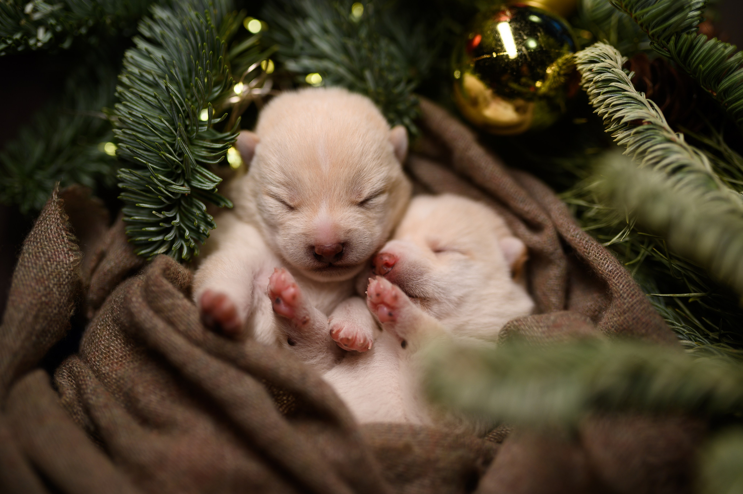 Мамесиба. Фотограф анималист в Москве Ольга Агушева