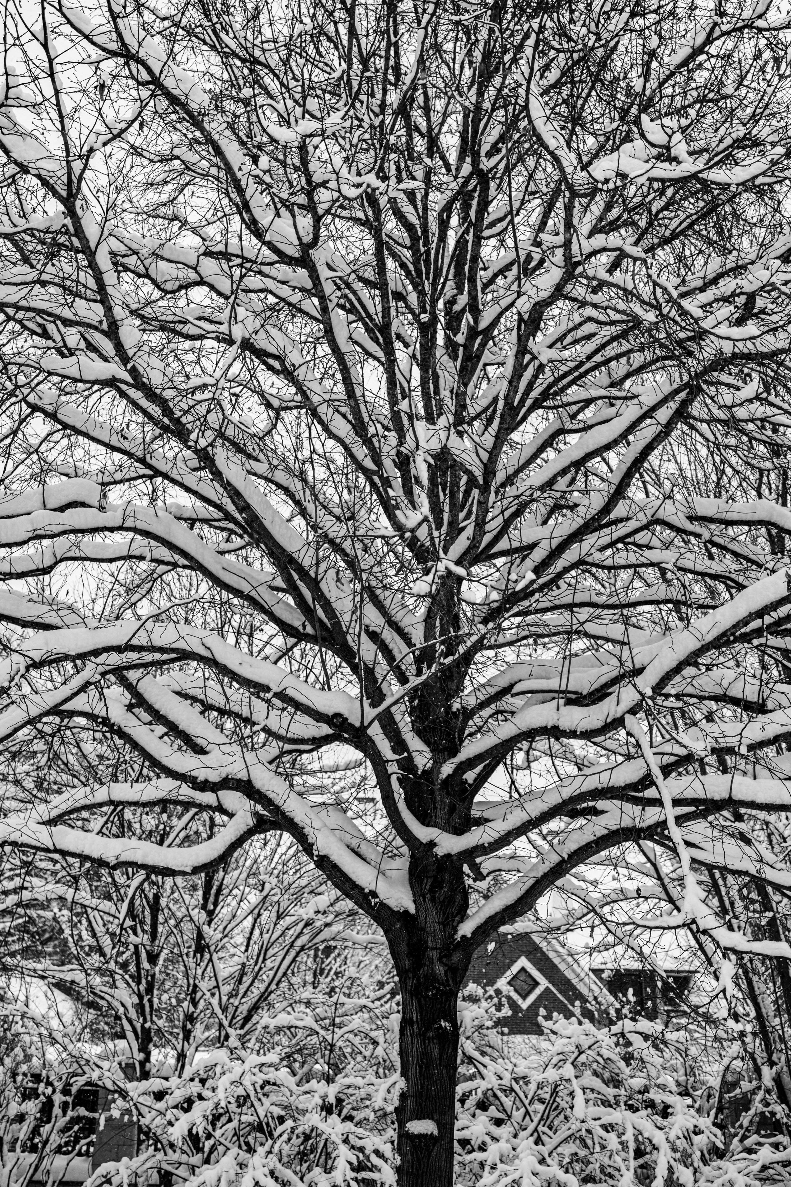 Природа 31 Декабря 2025 года. Клены. Фотографирую жизнь! Московский фотограф волонтер