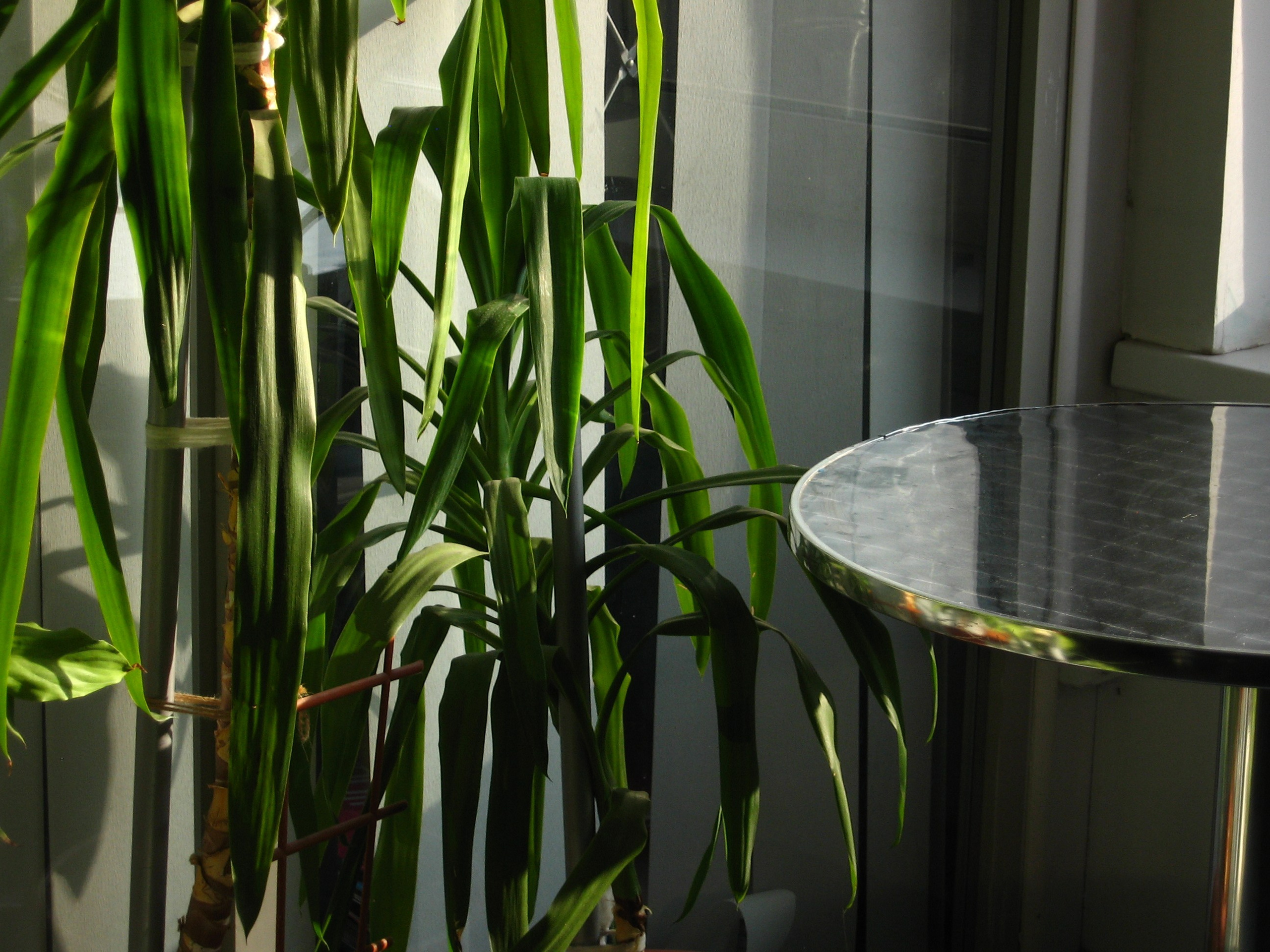 Август 2025. Den Mirov — Фотограф, Музыкант