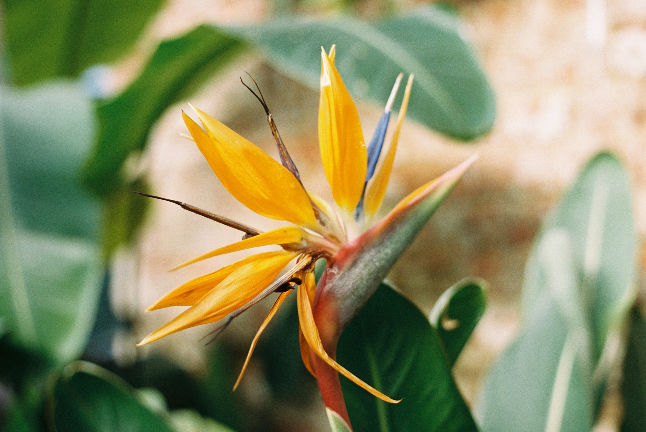 Автор: Марьяна Ноженко