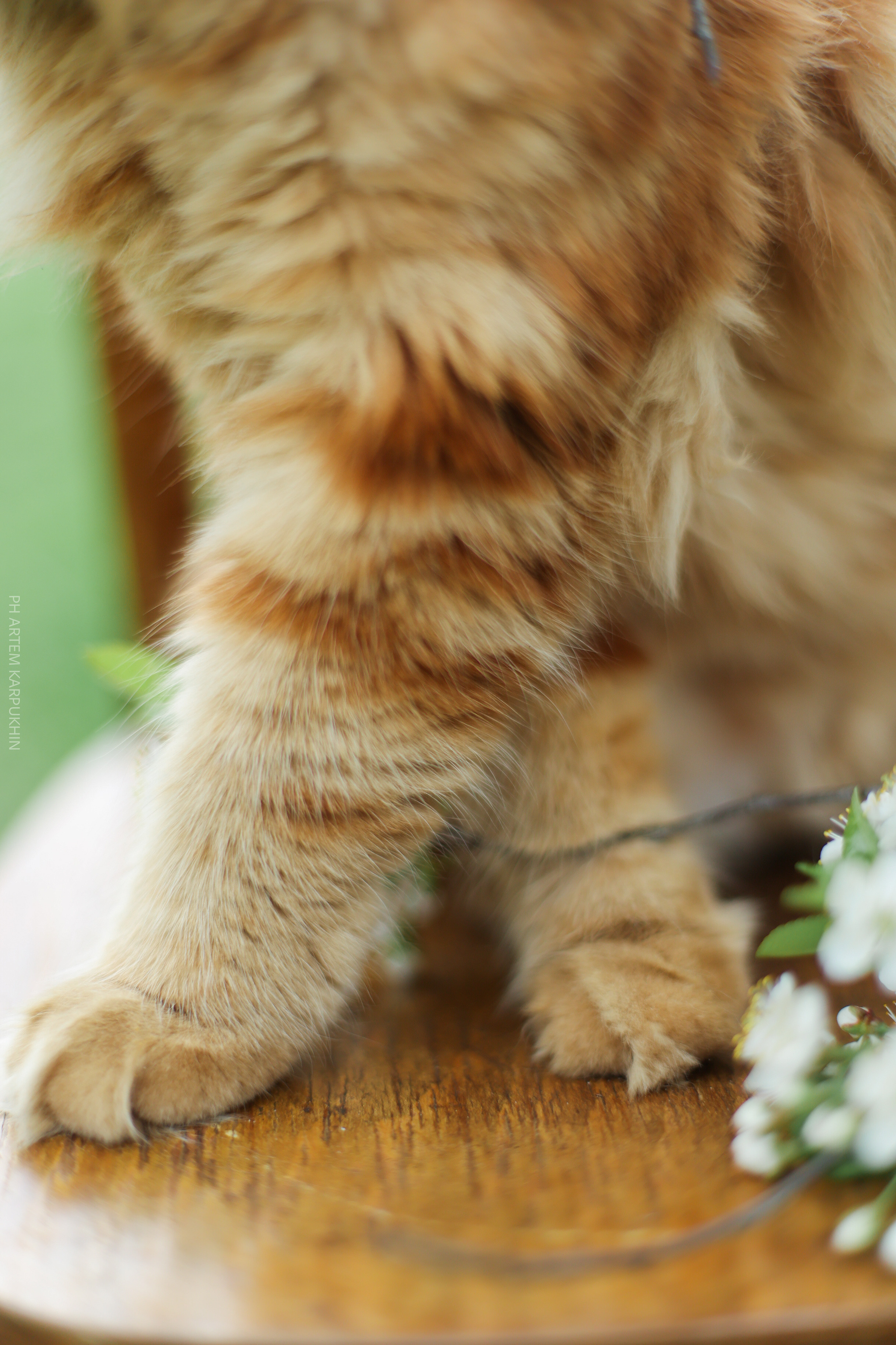 Плюша. Фотограф городских и семейных событий Артем Карпухин