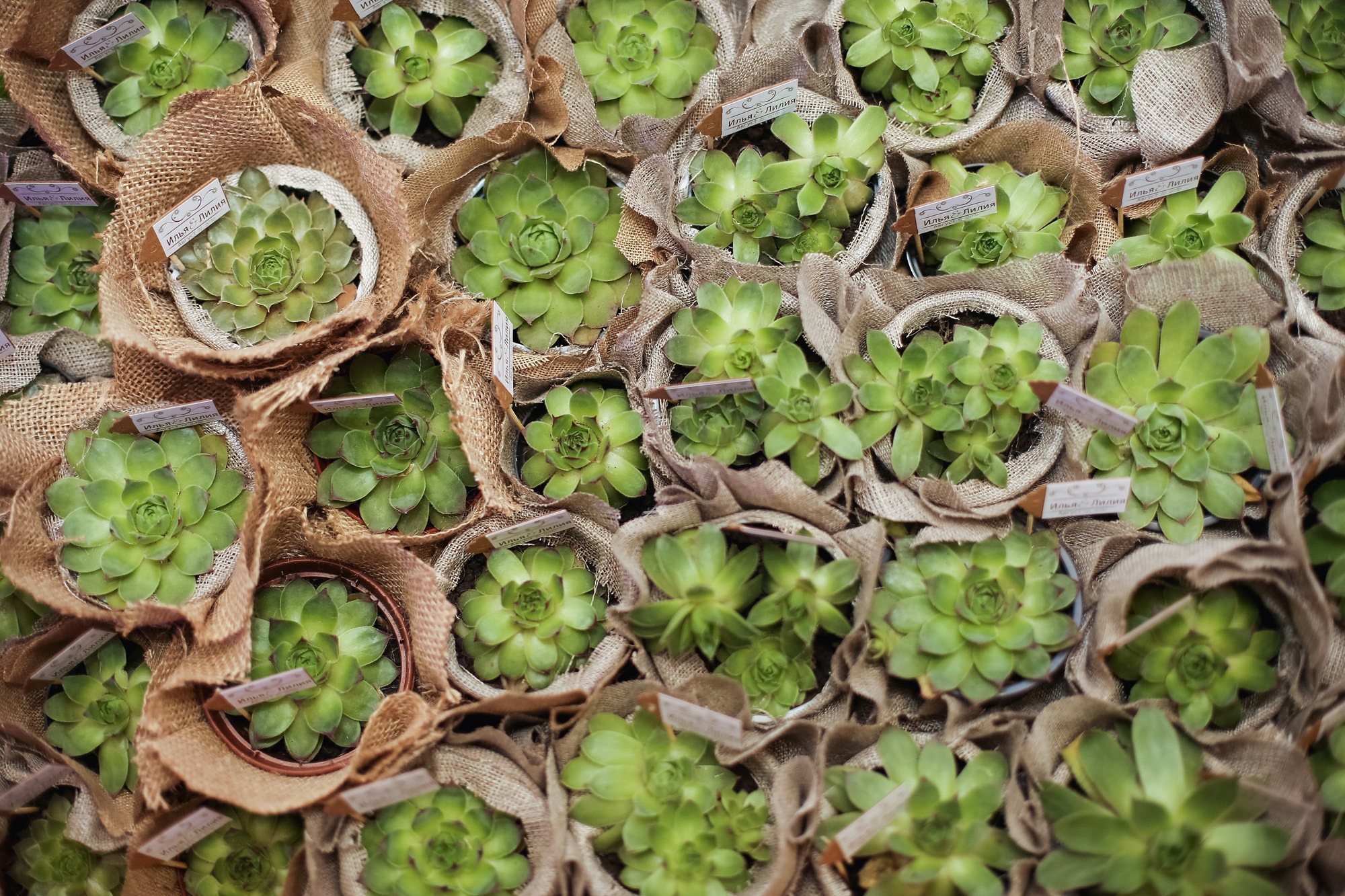 Илья и Лилия 2016. Фотограф городских и семейных событий Артем Карпухин