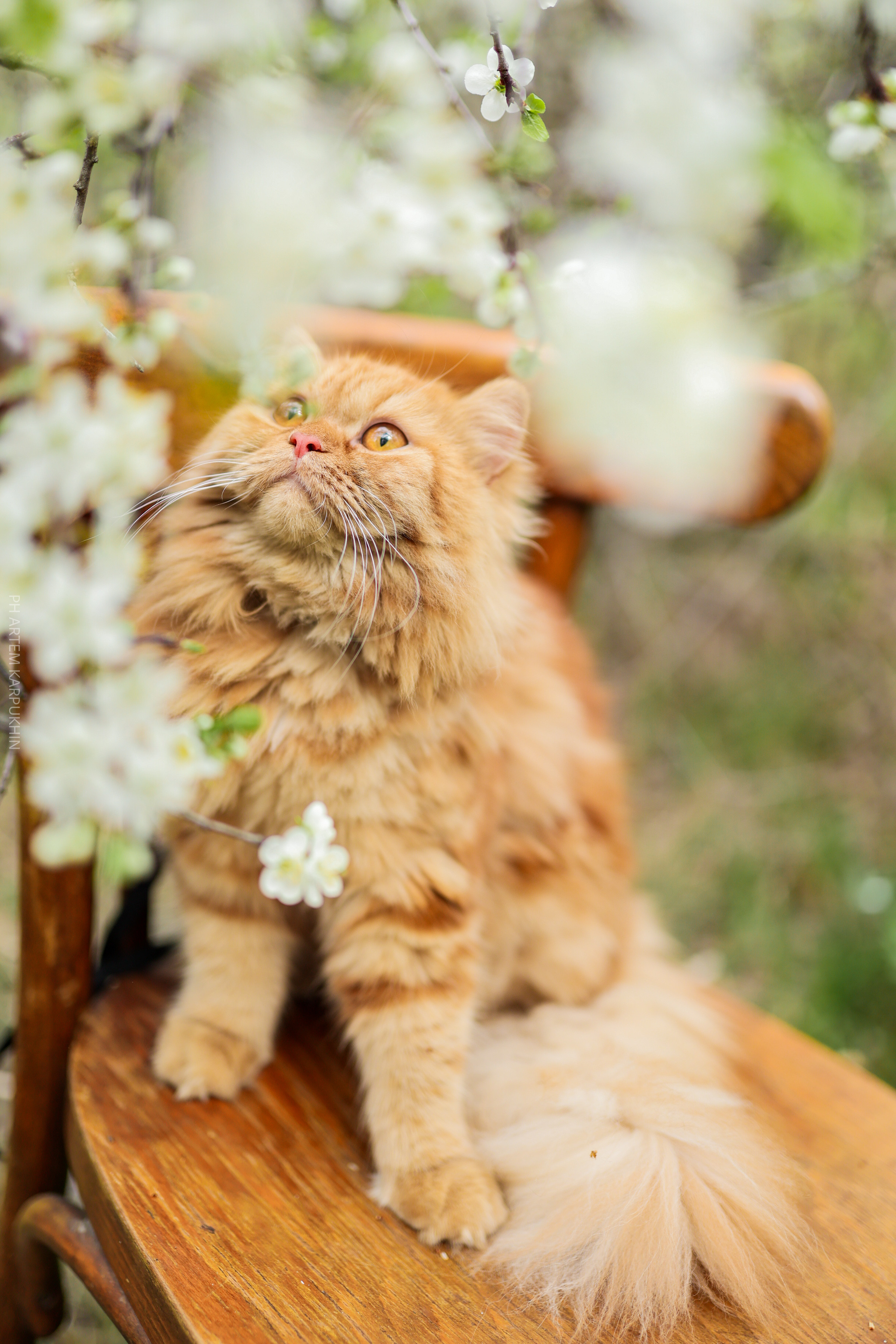 Плюша. Фотограф городских и семейных событий Артем Карпухин