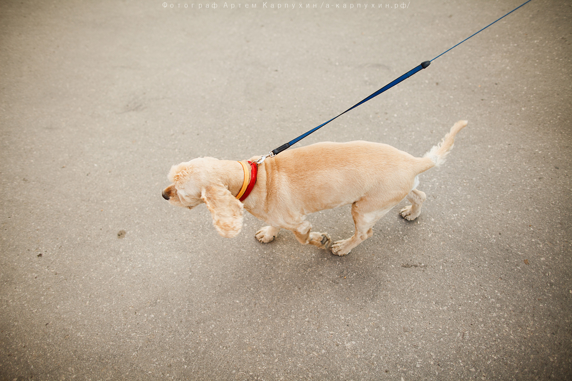 Город, собака, любовь. Прогулка Димы, Кати и Гранта. Фотограф городских и семейных событий Артем Карпухин