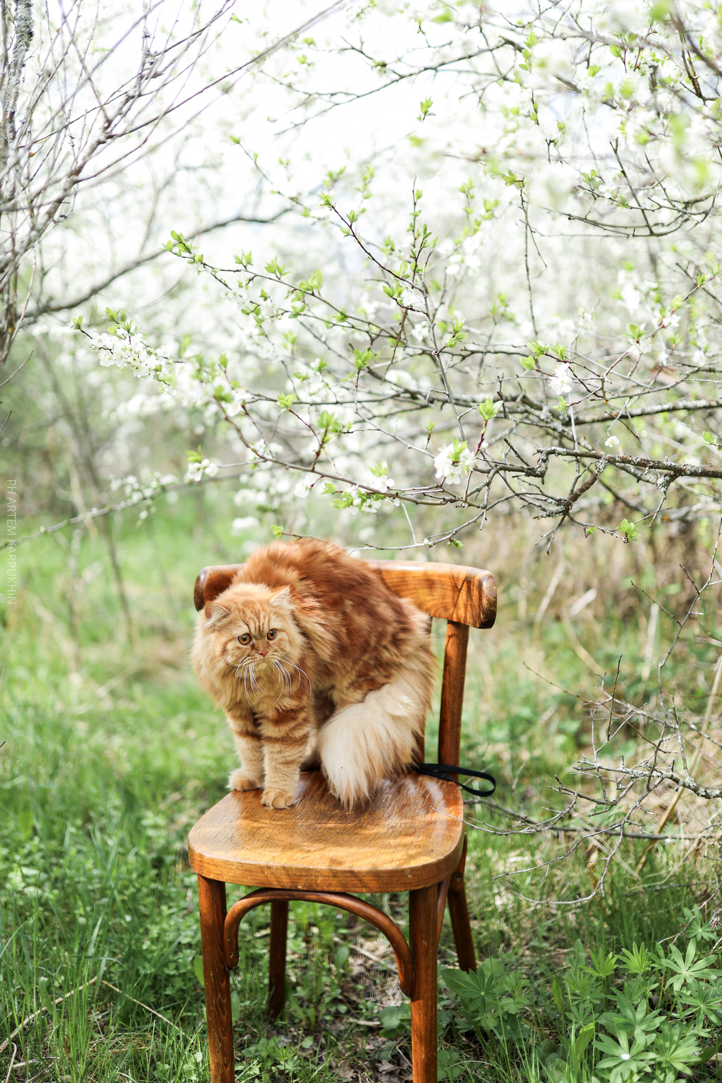 Плюша. Фотограф городских и семейных событий Артем Карпухин