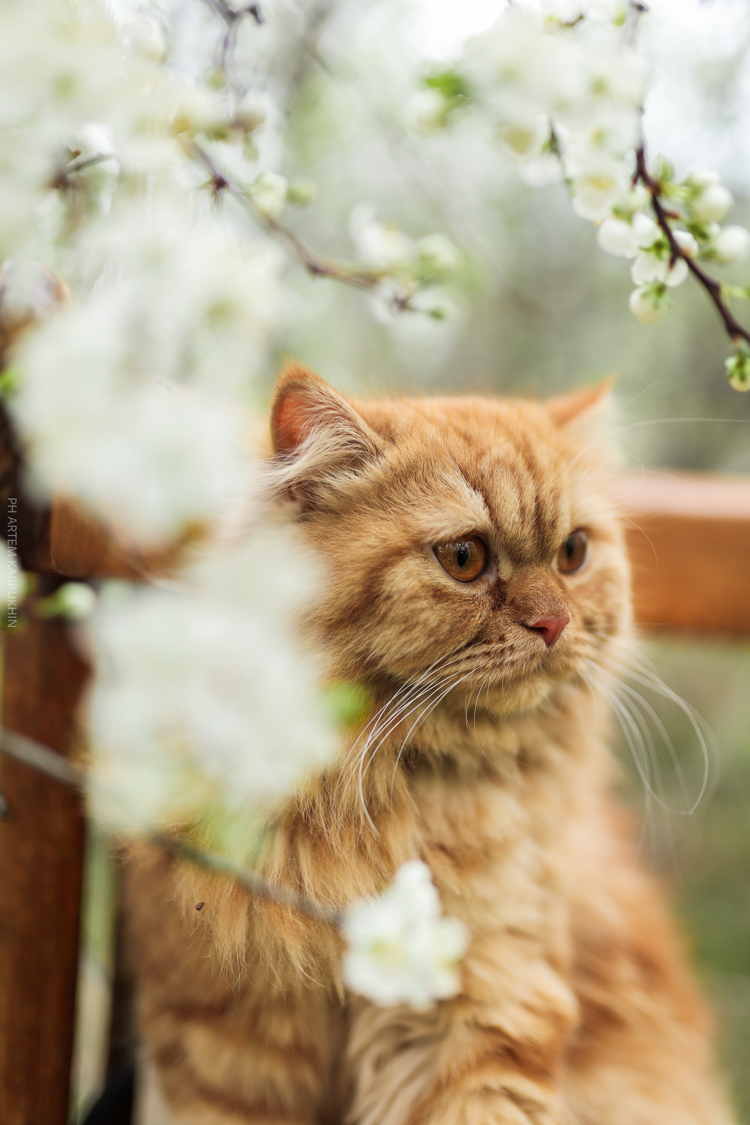 Плюша. Фотограф городских и семейных событий Артем Карпухин