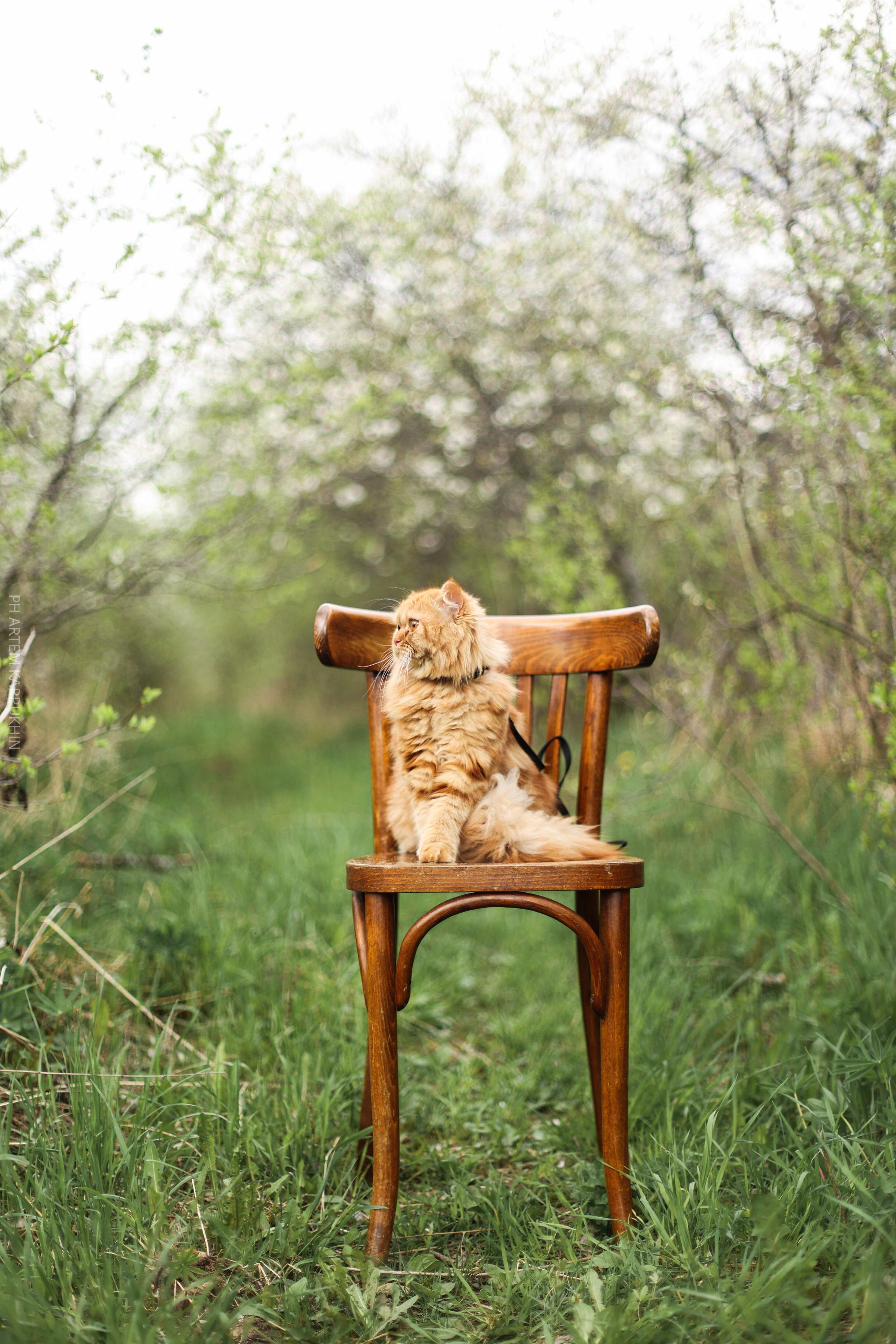 Плюша. Фотограф городских и семейных событий Артем Карпухин