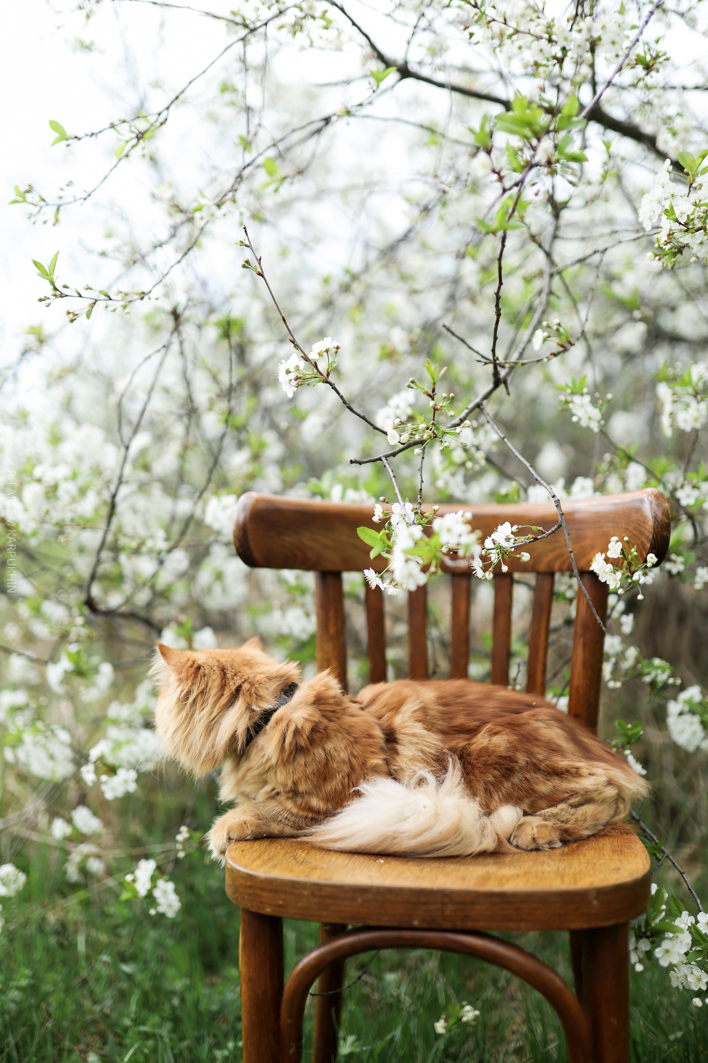 Плюша. Фотограф городских и семейных событий Артем Карпухин