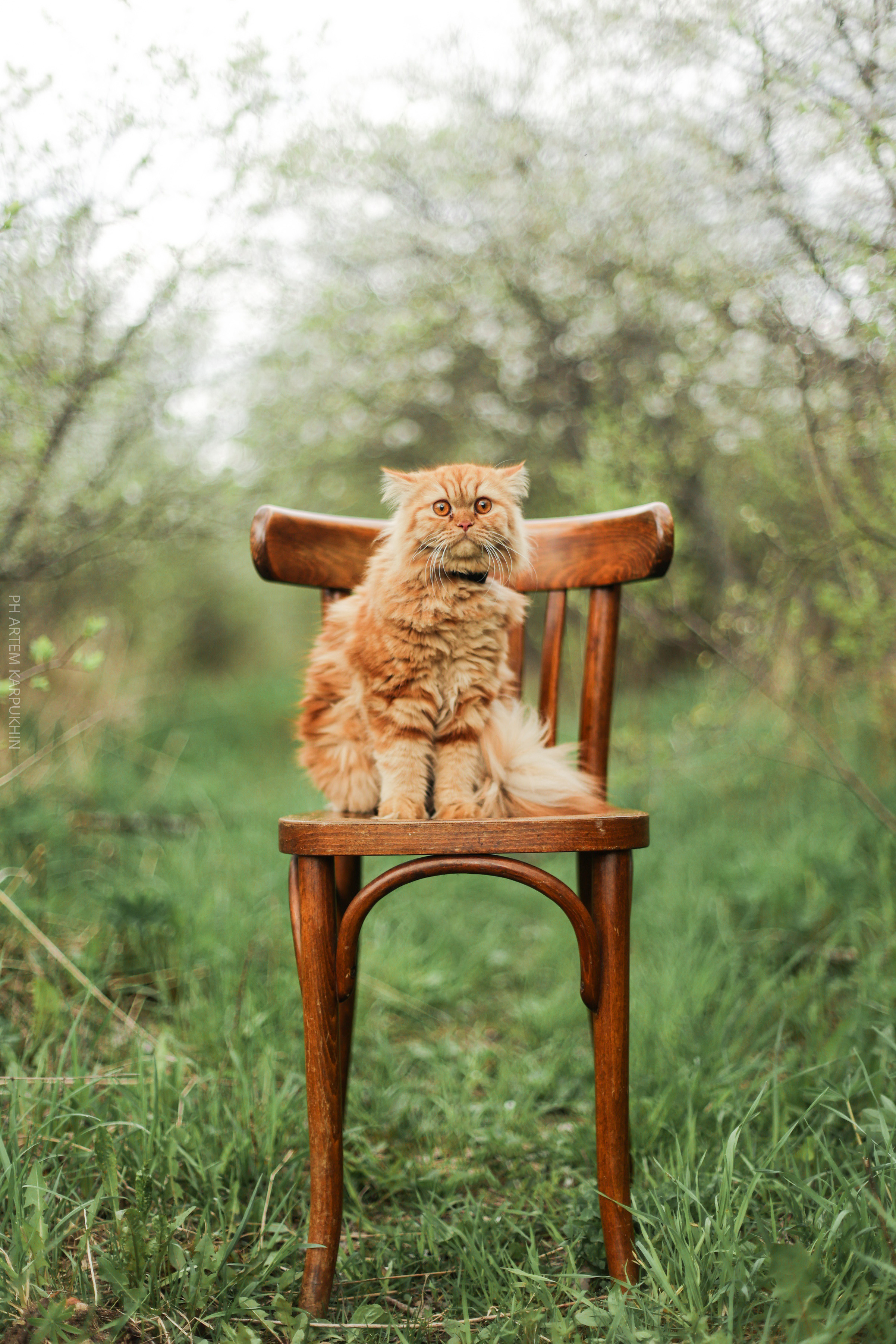 Плюша. Фотограф городских и семейных событий Артем Карпухин