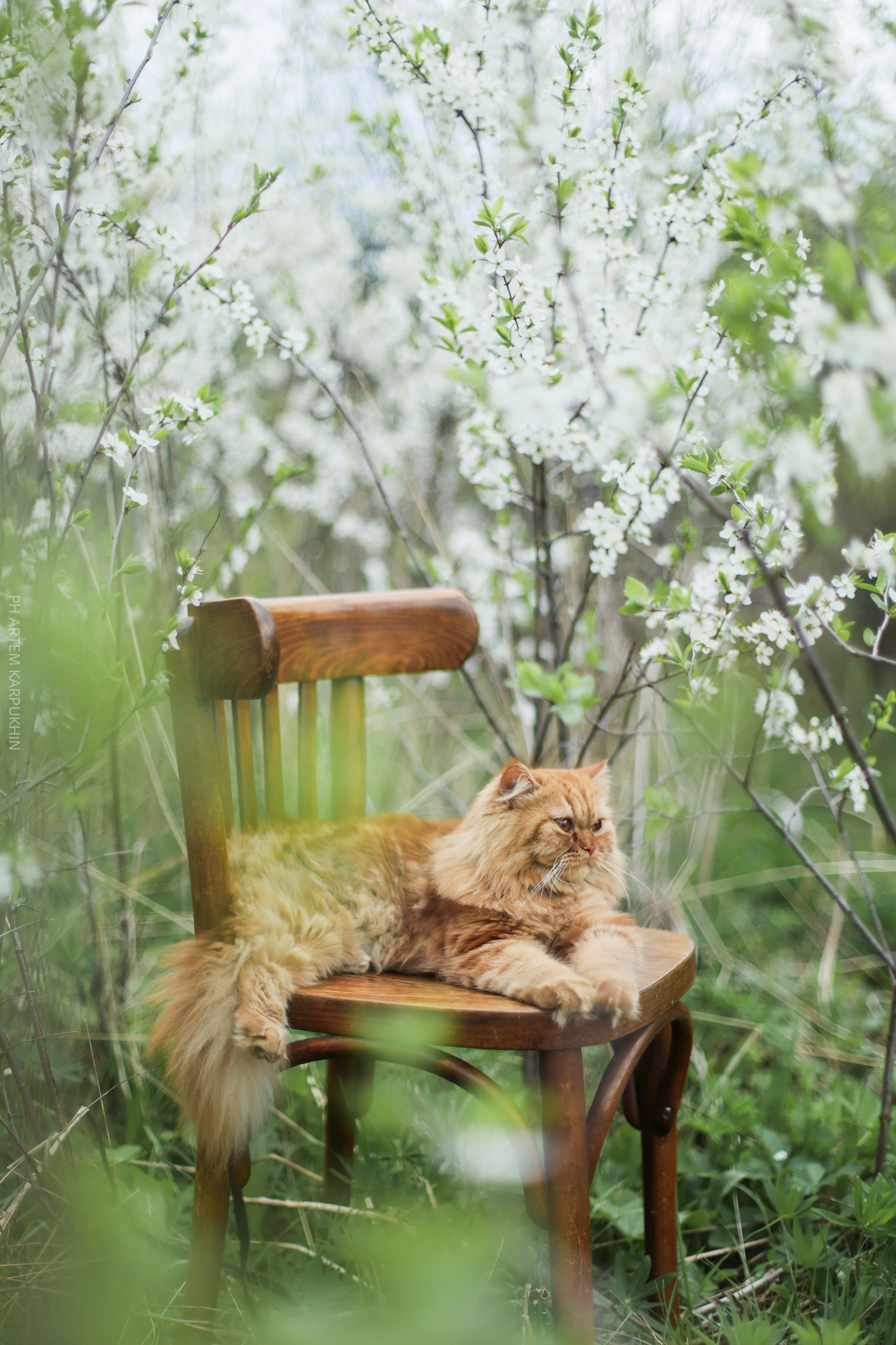 Плюша. Фотограф городских и семейных событий Артем Карпухин