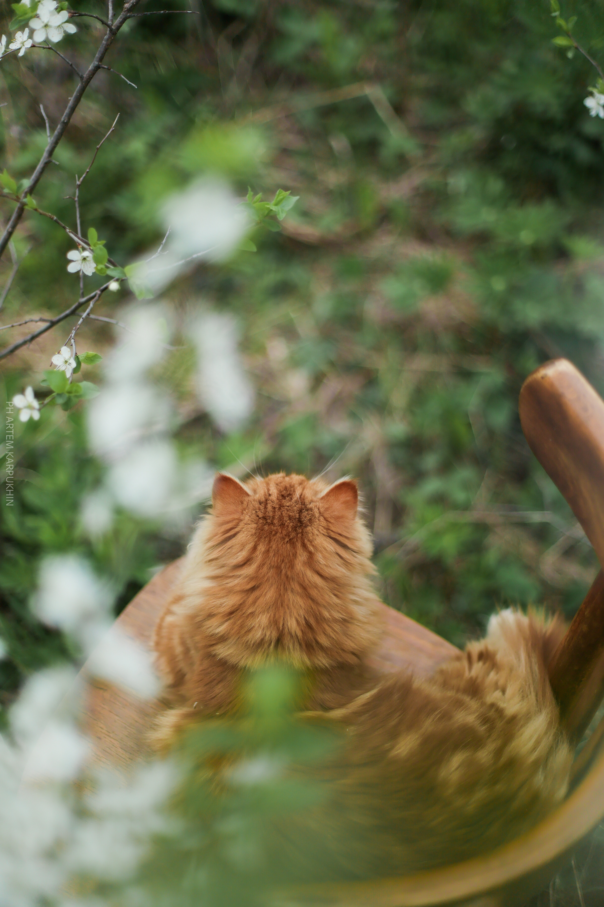 Плюша. Фотограф городских и семейных событий Артем Карпухин