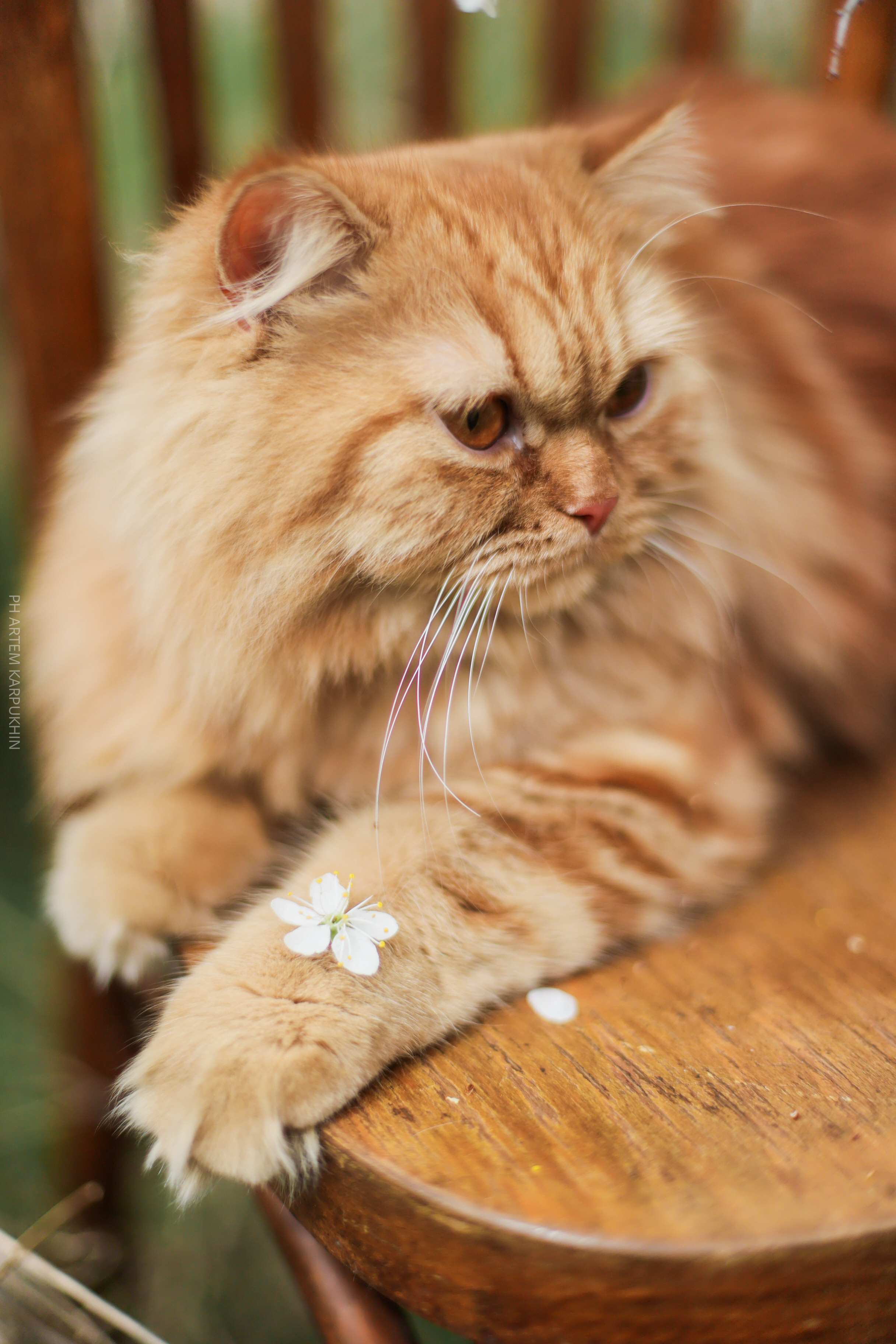 Плюша. Фотограф городских и семейных событий Артем Карпухин