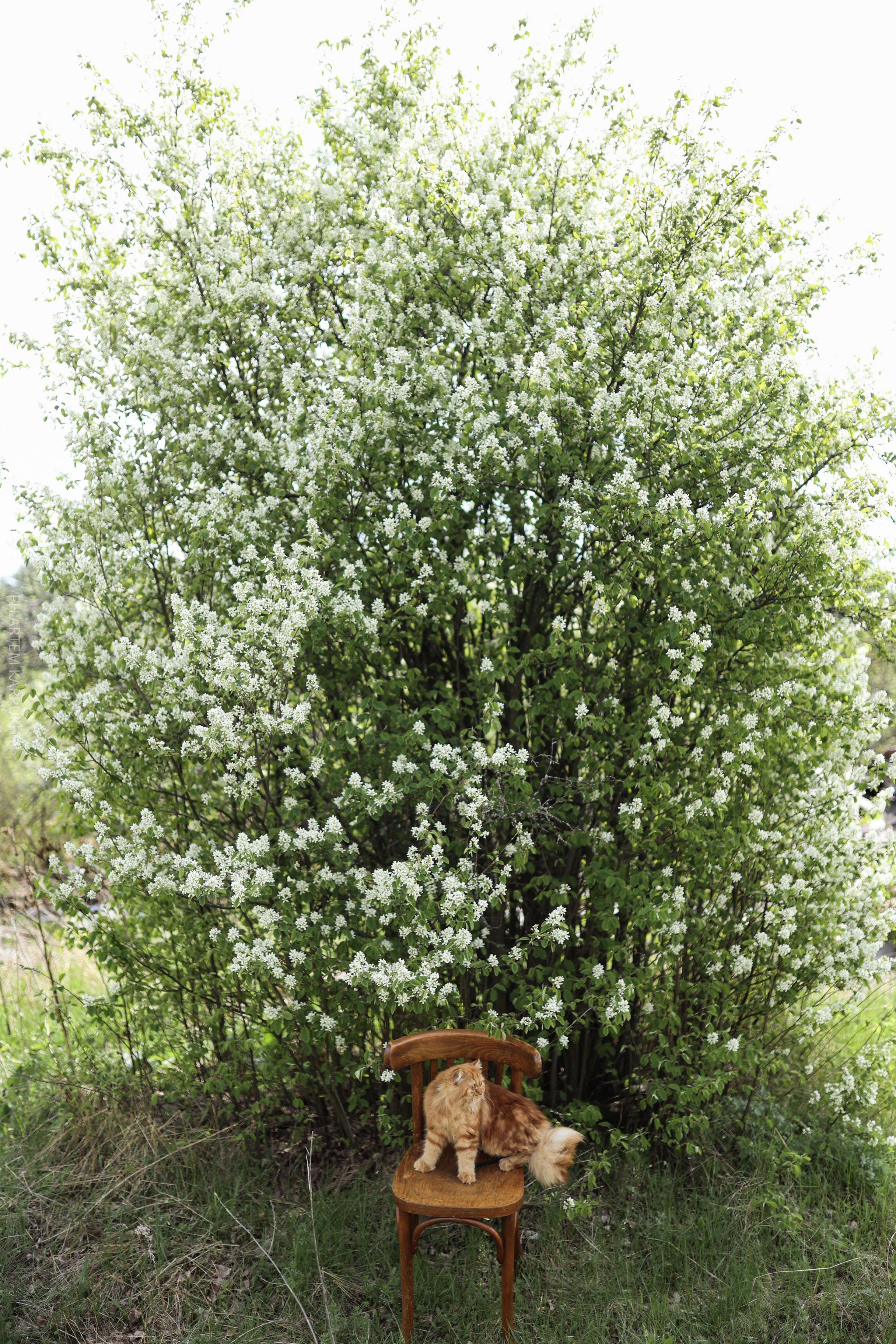 Плюша. Фотограф городских и семейных событий Артем Карпухин