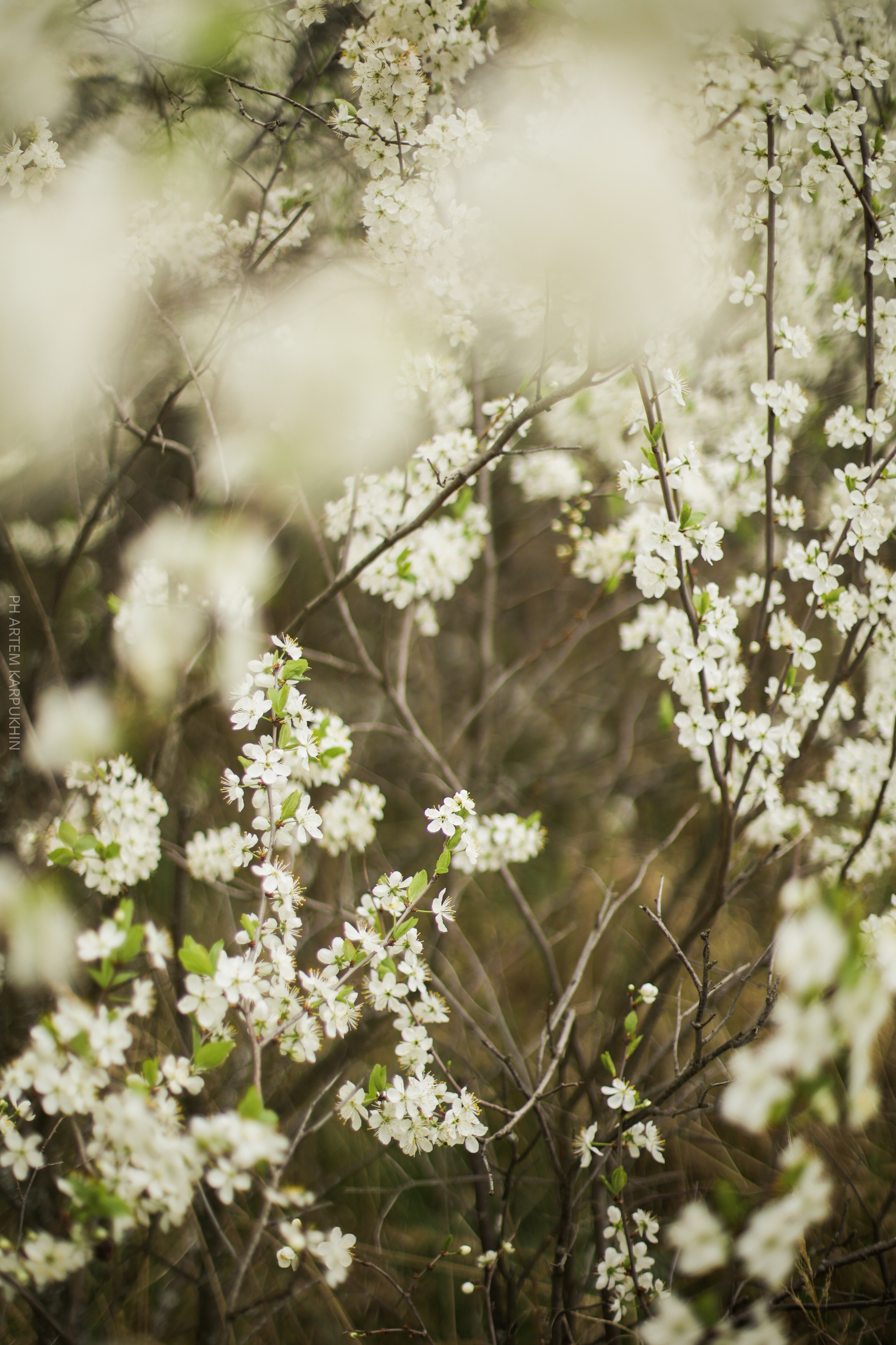 Плюша. Фотограф городских и семейных событий Артем Карпухин