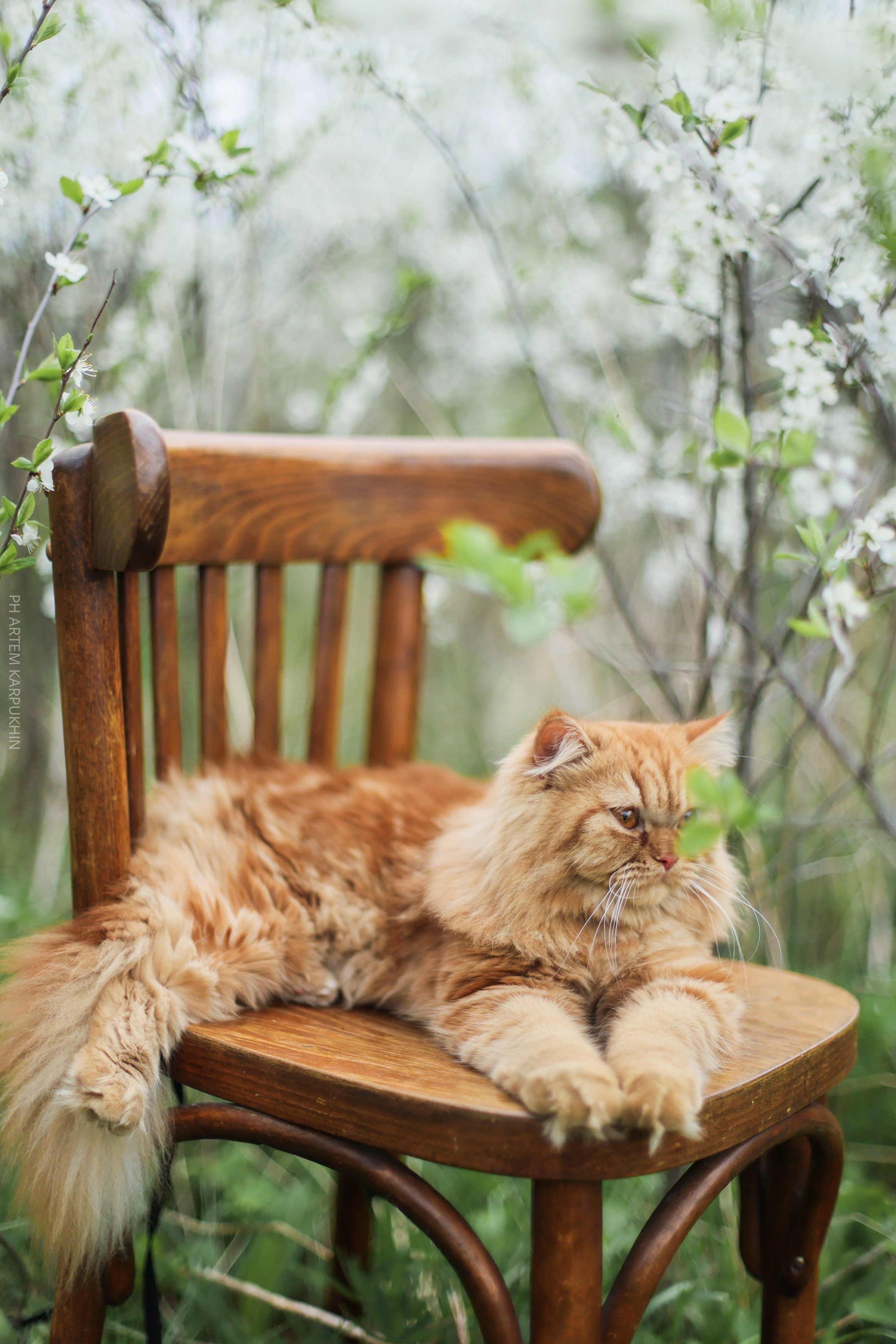 Плюша. Фотограф городских и семейных событий Артем Карпухин