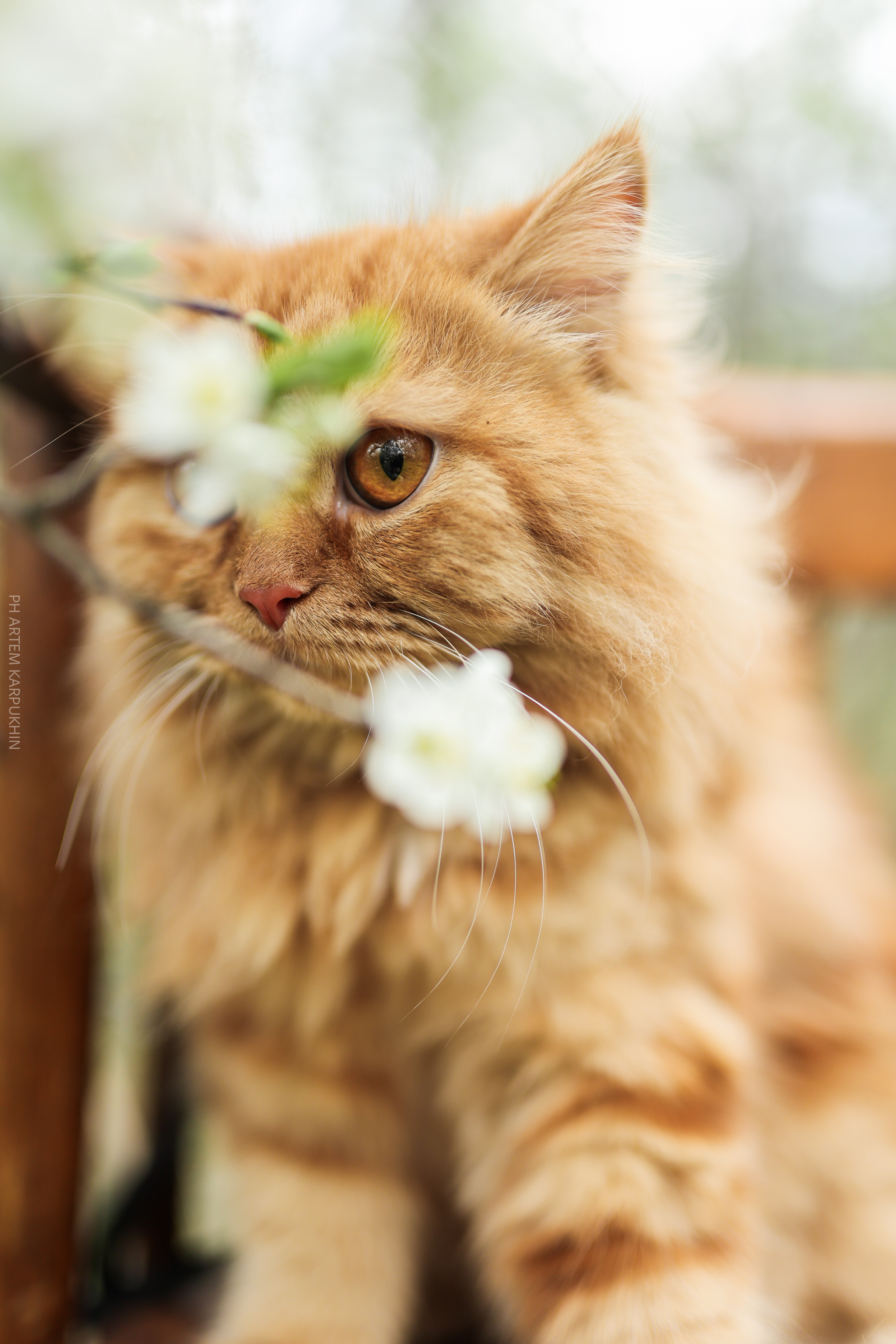 Плюша. Фотограф городских и семейных событий Артем Карпухин