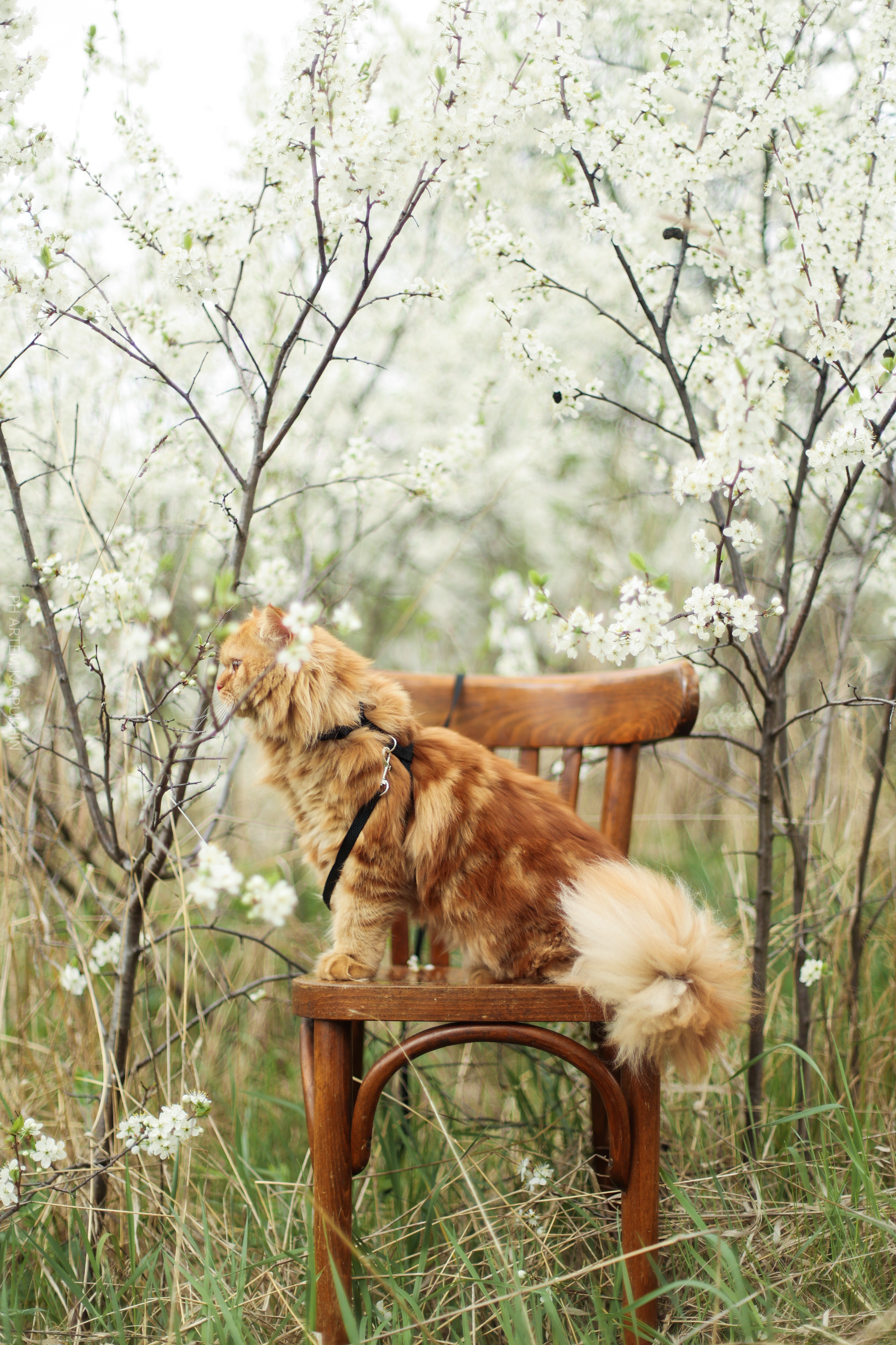 Плюша. Фотограф городских и семейных событий Артем Карпухин