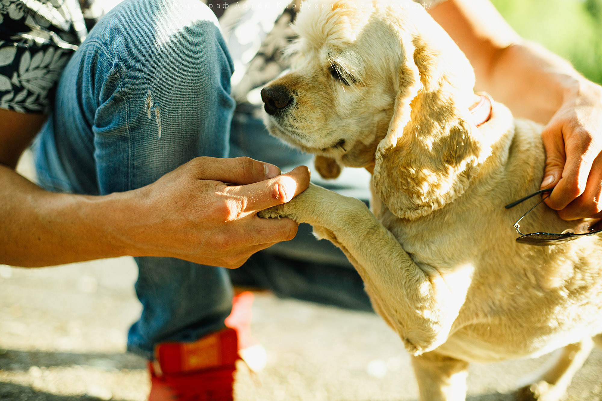 Город, собака, любовь. Прогулка Димы, Кати и Гранта. Фотограф городских и семейных событий Артем Карпухин