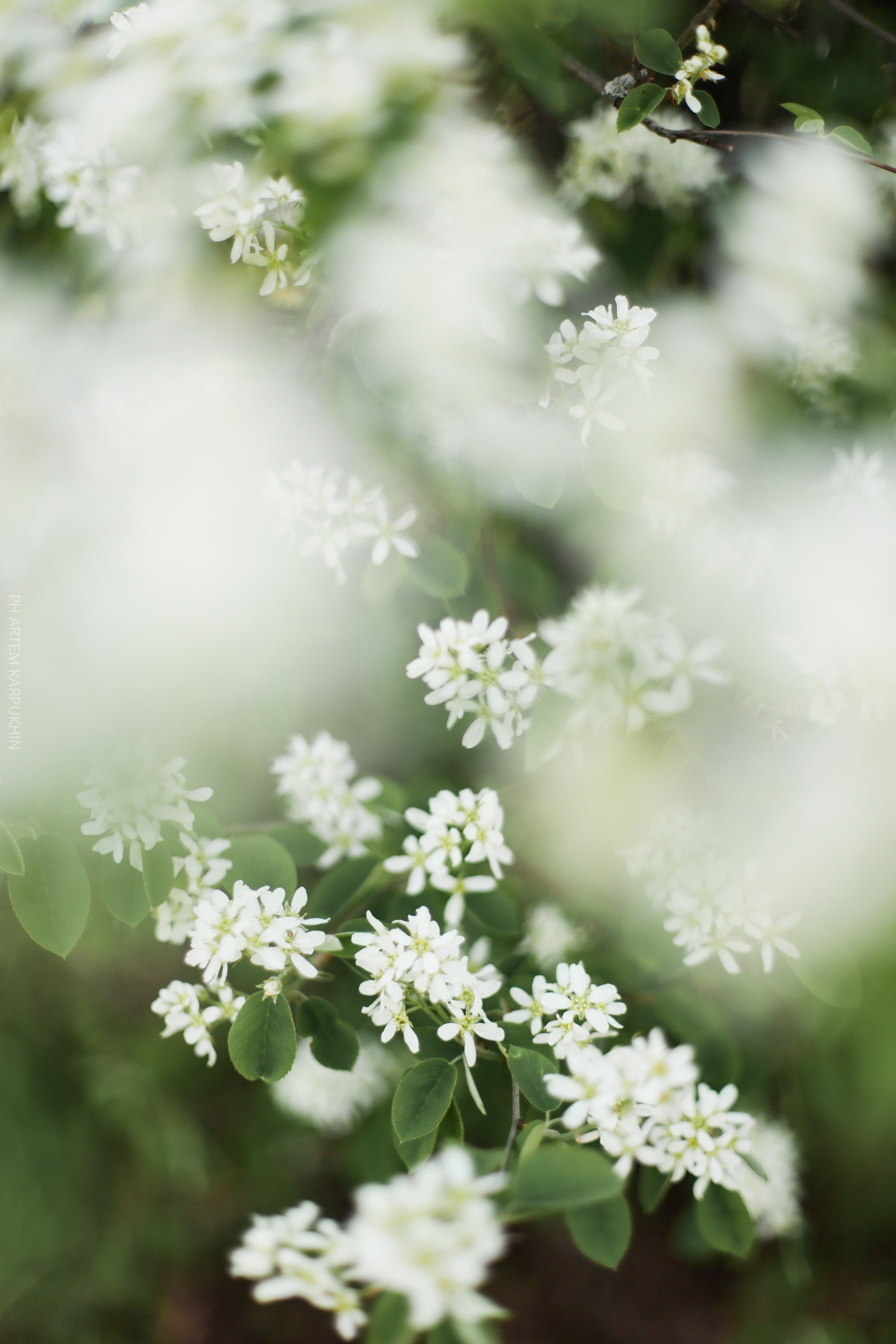 Плюша. Фотограф городских и семейных событий Артем Карпухин
