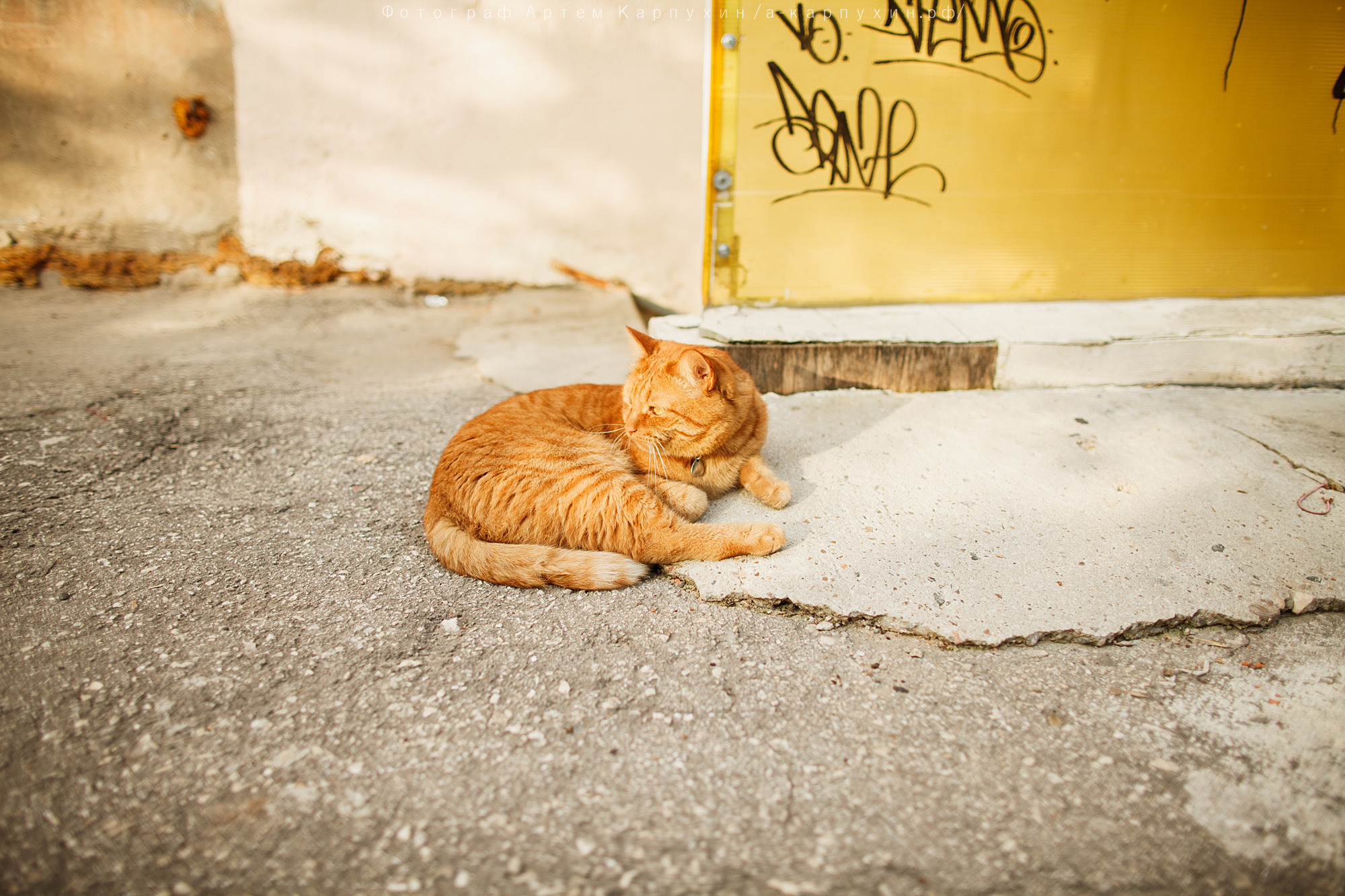Город, собака, любовь. Прогулка Димы, Кати и Гранта. Фотограф городских и семейных событий Артем Карпухин
