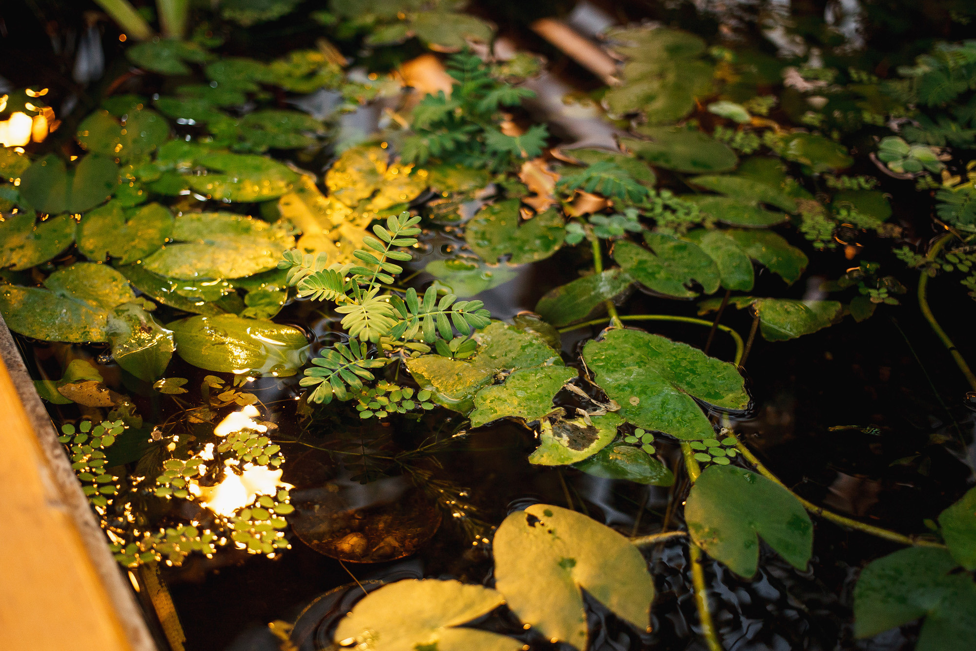 Виктория и Юрий. Н. Новгород 16.02.16. Фотограф городских и семейных событий Артем Карпухин