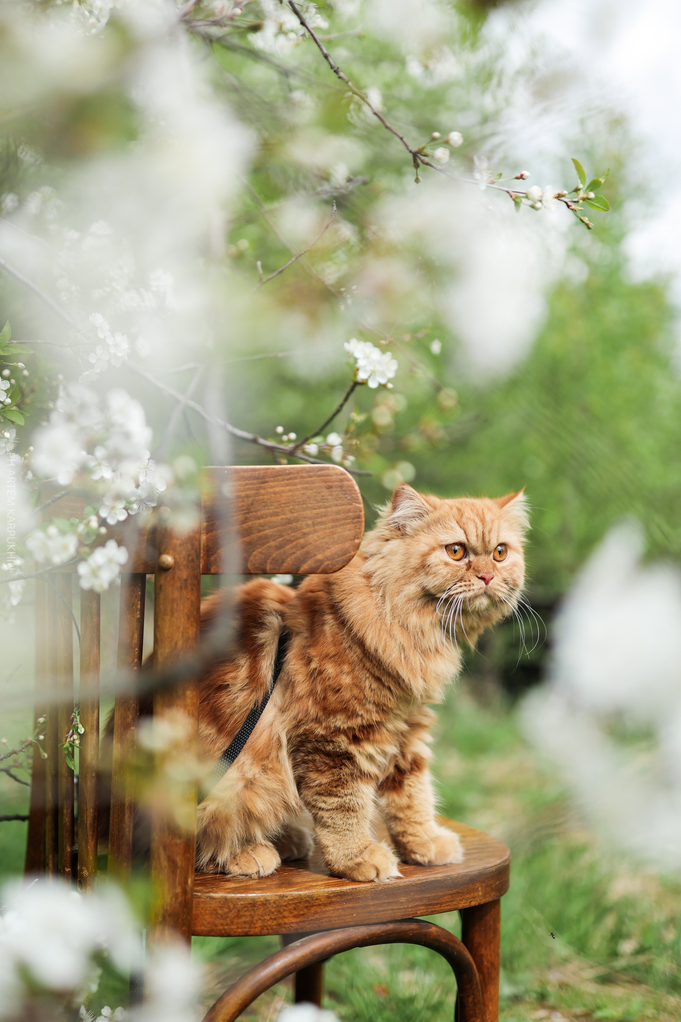 Плюша. Фотограф городских и семейных событий Артем Карпухин