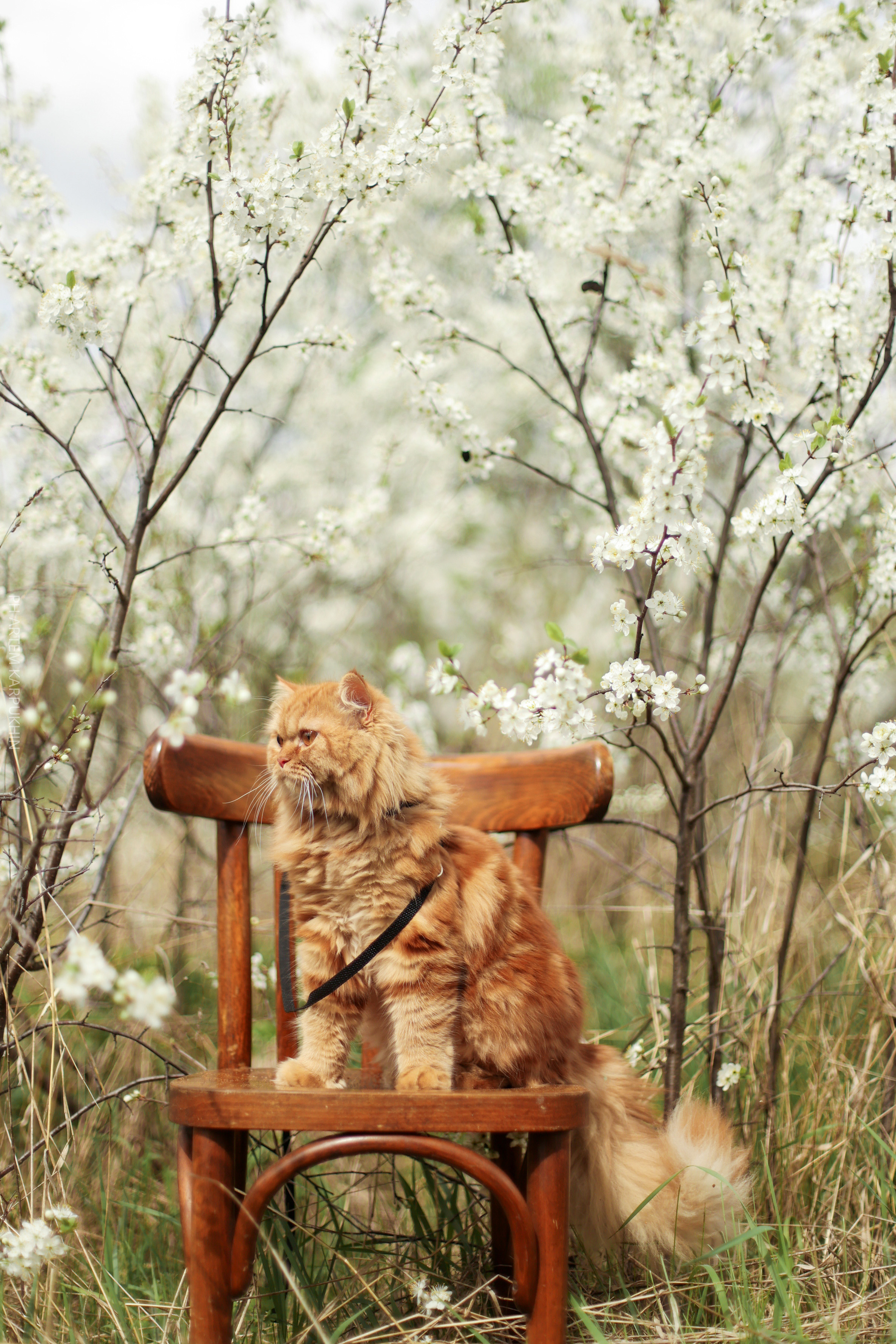 Плюша. Фотограф городских и семейных событий Артем Карпухин