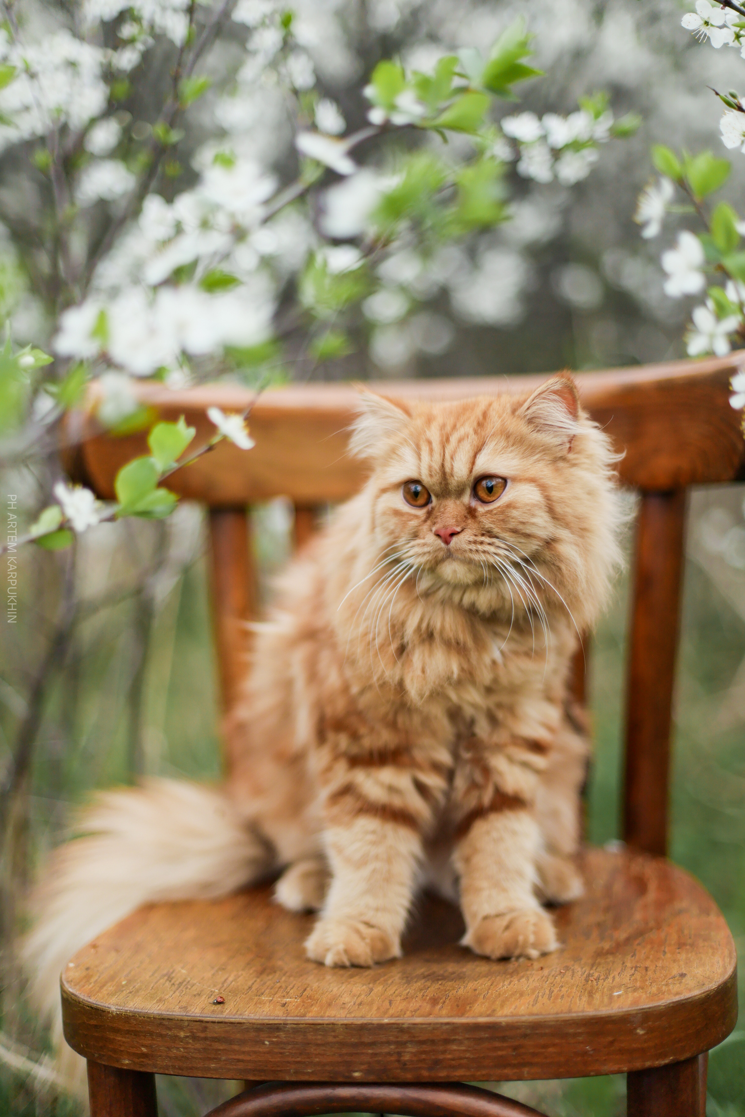 Плюша. Фотограф городских и семейных событий Артем Карпухин