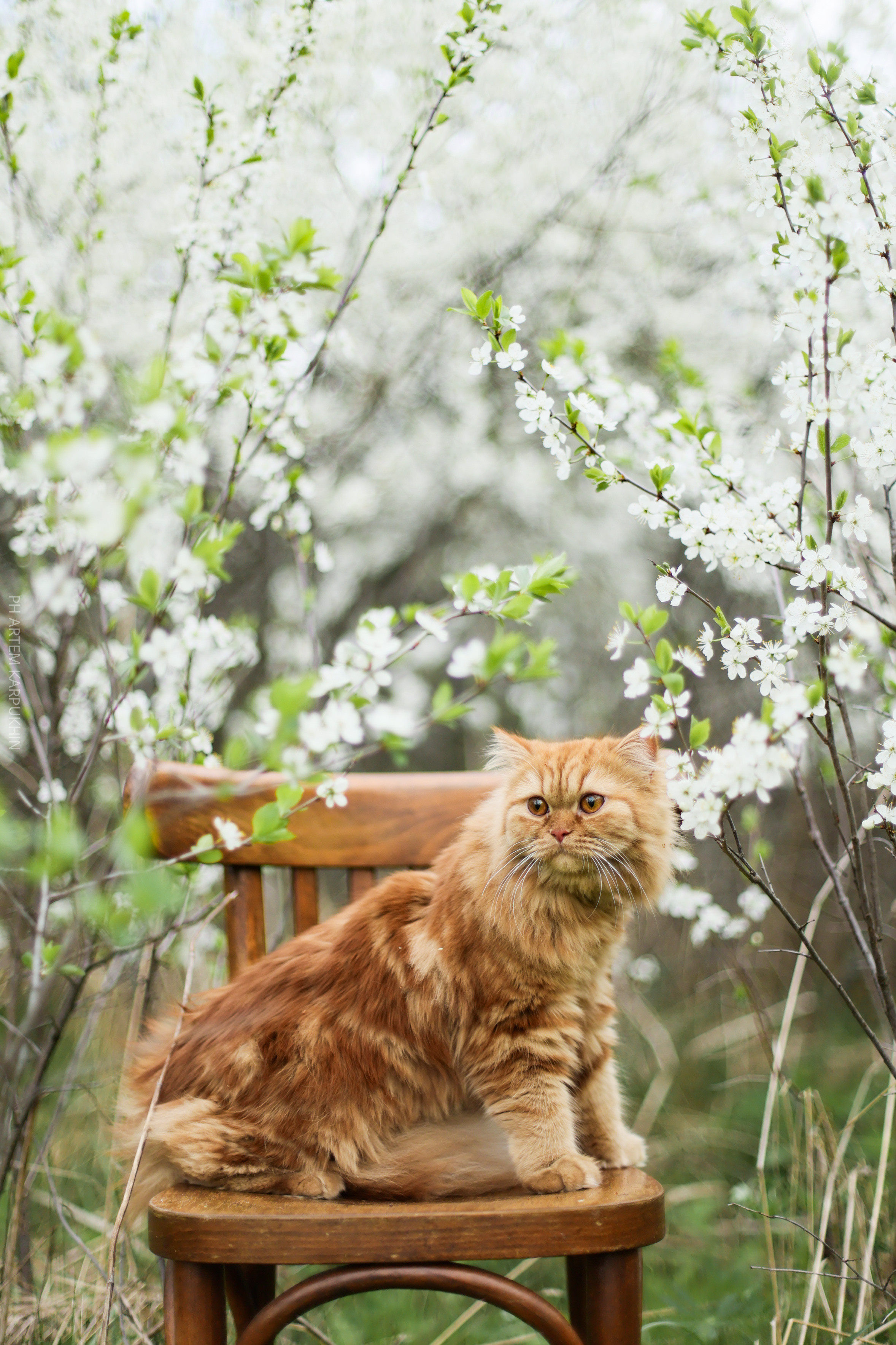 Плюша. Фотограф городских и семейных событий Артем Карпухин