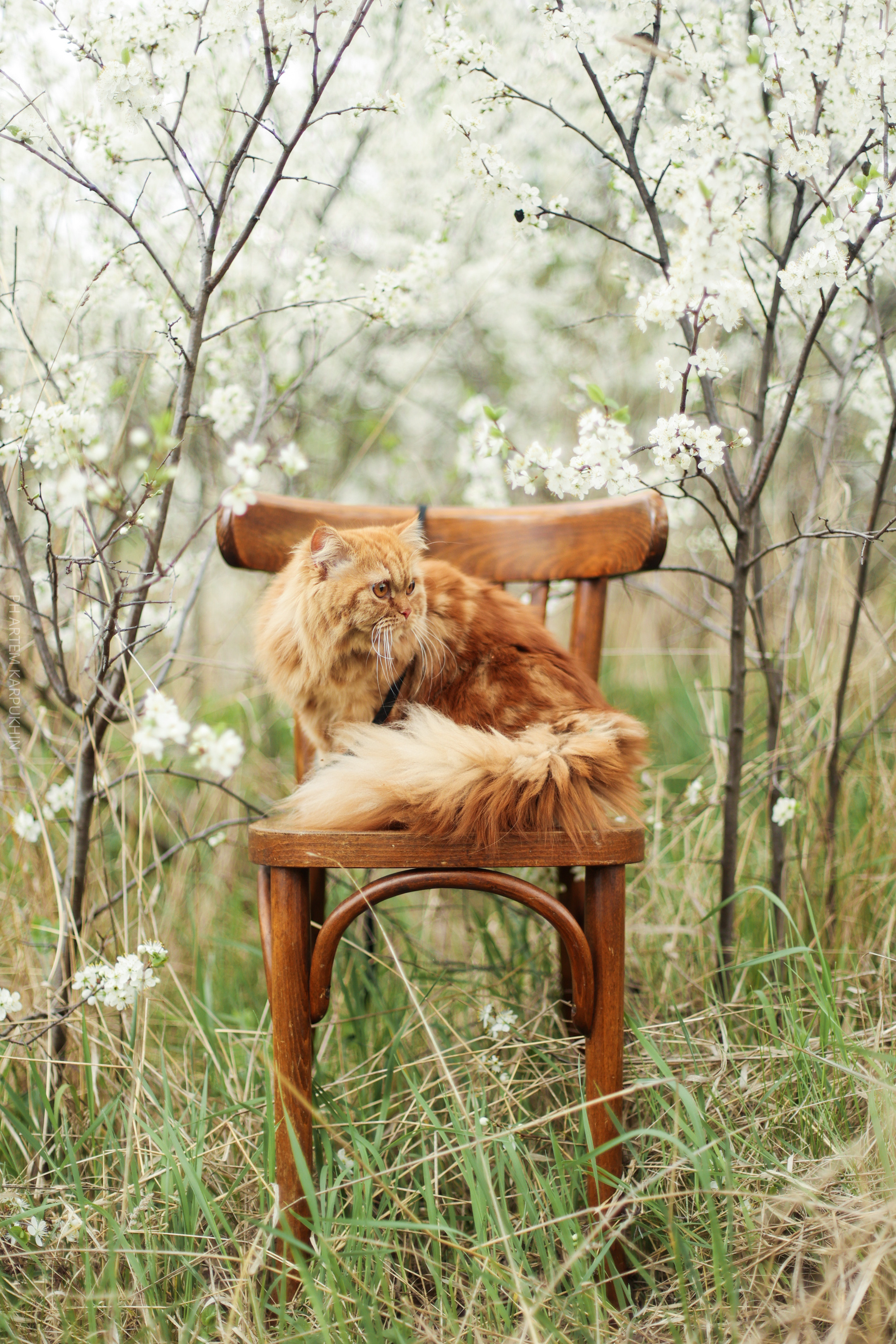 Плюша. Фотограф городских и семейных событий Артем Карпухин