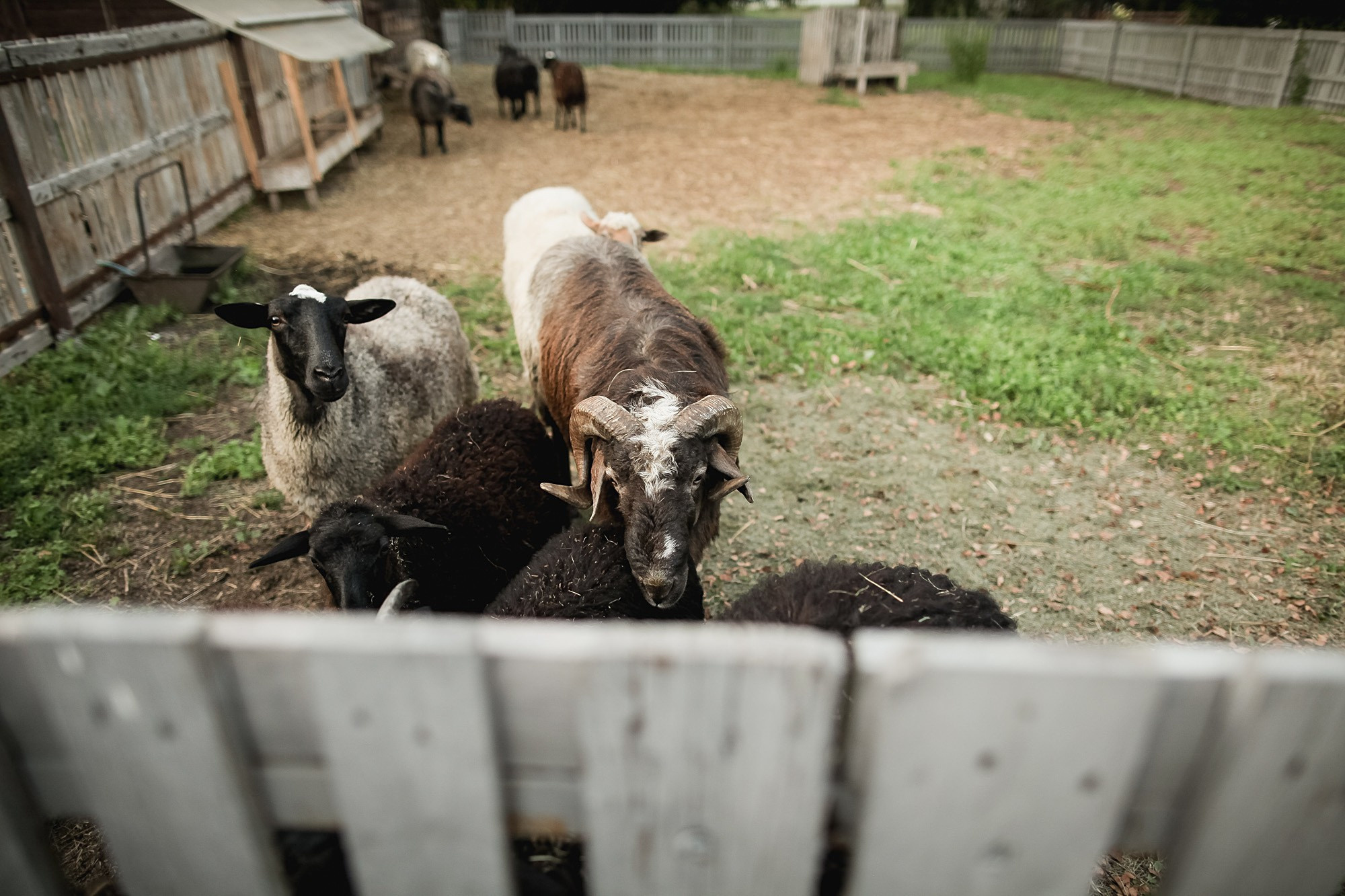 Саша и Галя. Свадьба на ферме. Фотограф городских и семейных событий Артем Карпухин