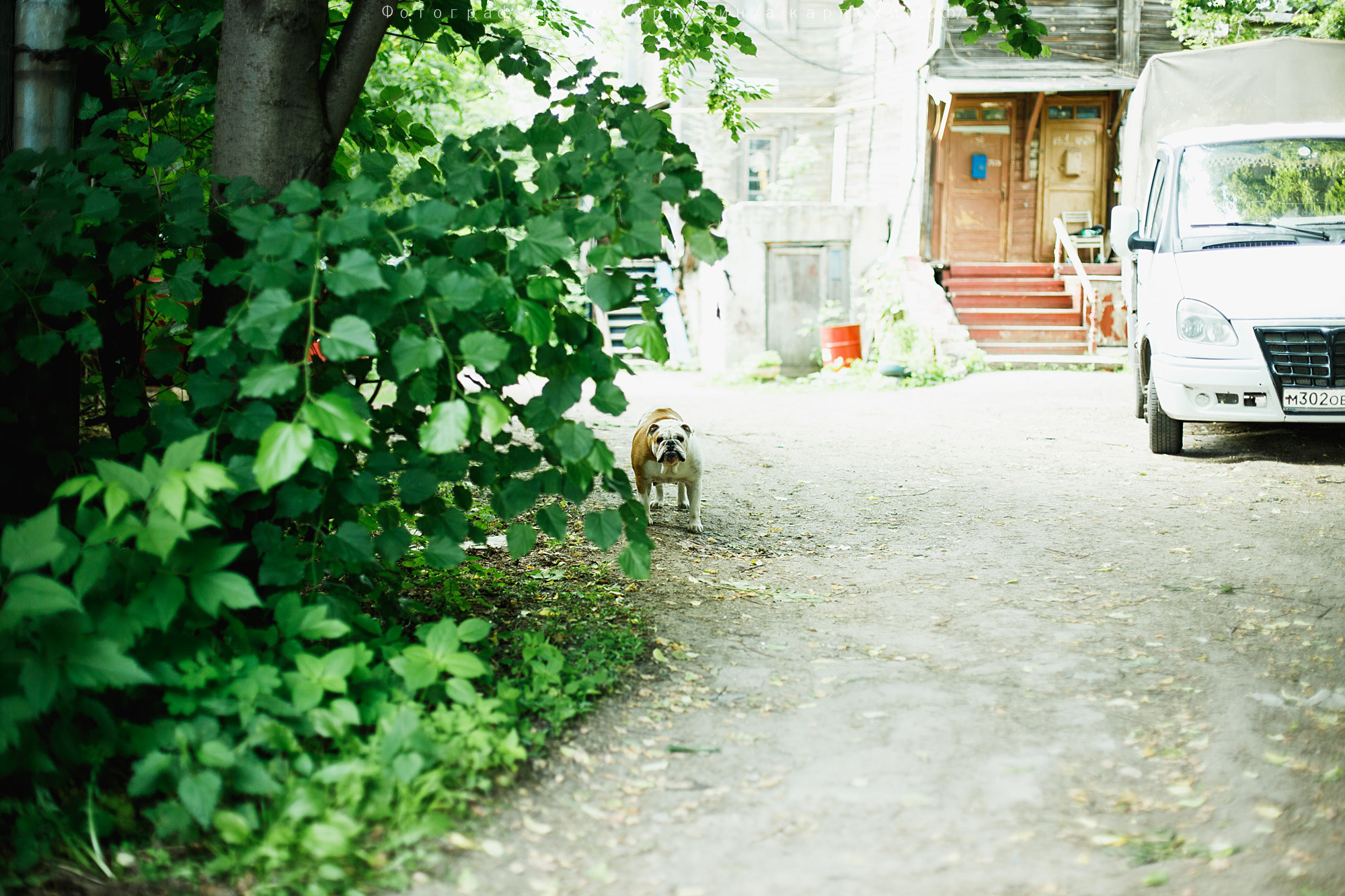 Город, собака, любовь. Прогулка Димы, Кати и Гранта. Фотограф городских и семейных событий Артем Карпухин