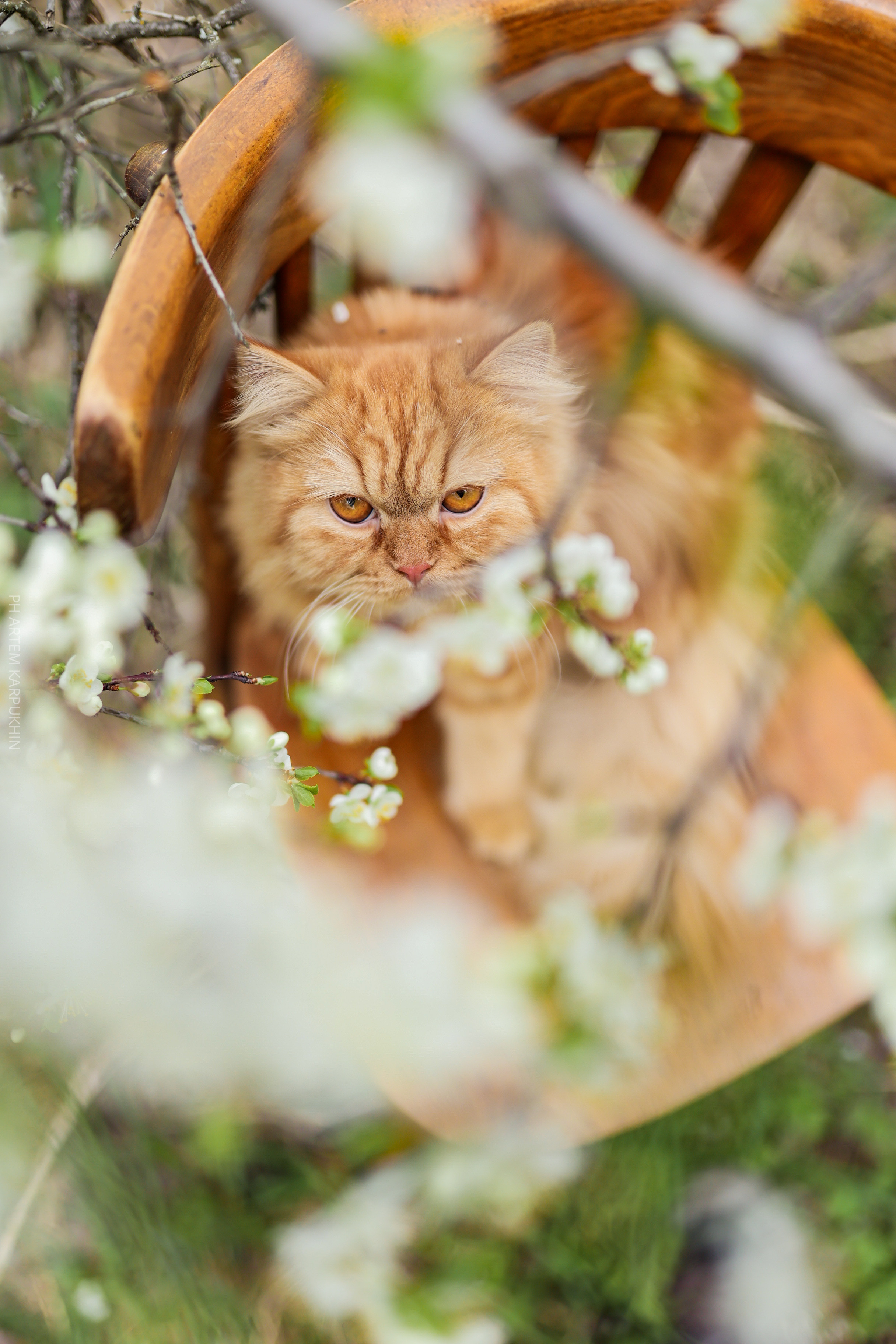 Плюша. Фотограф городских и семейных событий Артем Карпухин