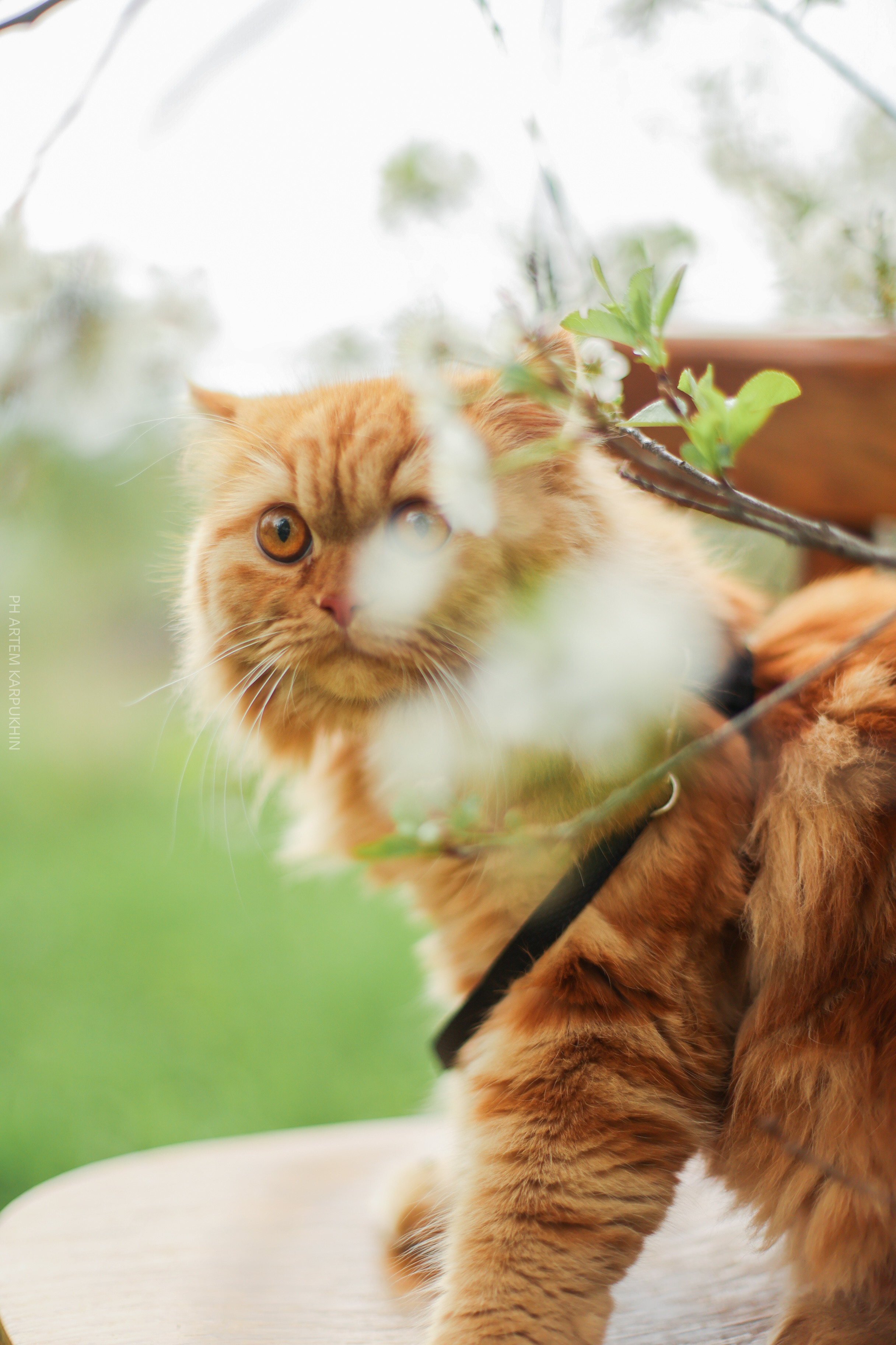 Плюша. Фотограф городских и семейных событий Артем Карпухин