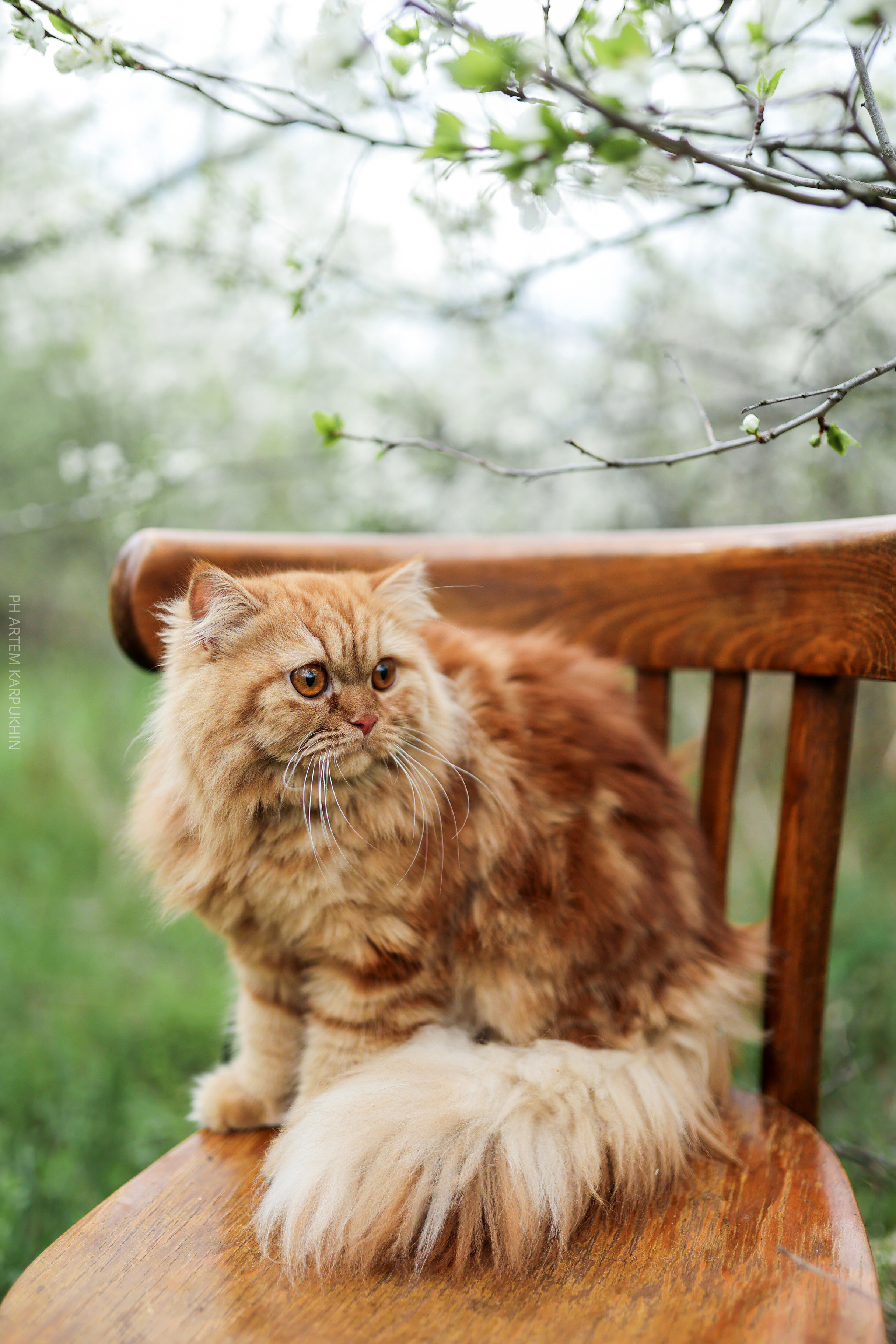 Плюша. Фотограф городских и семейных событий Артем Карпухин