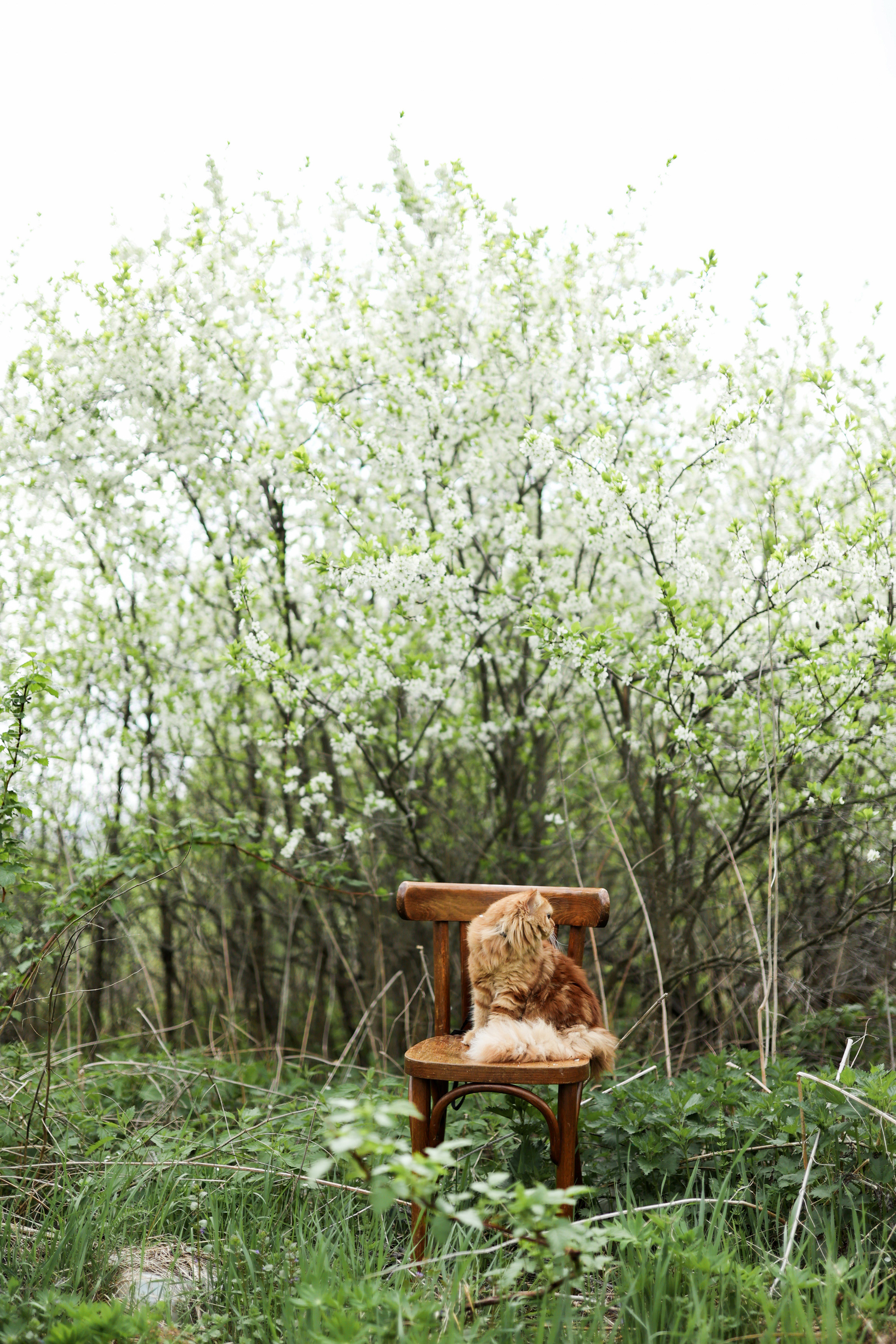 Плюша. Фотограф городских и семейных событий Артем Карпухин