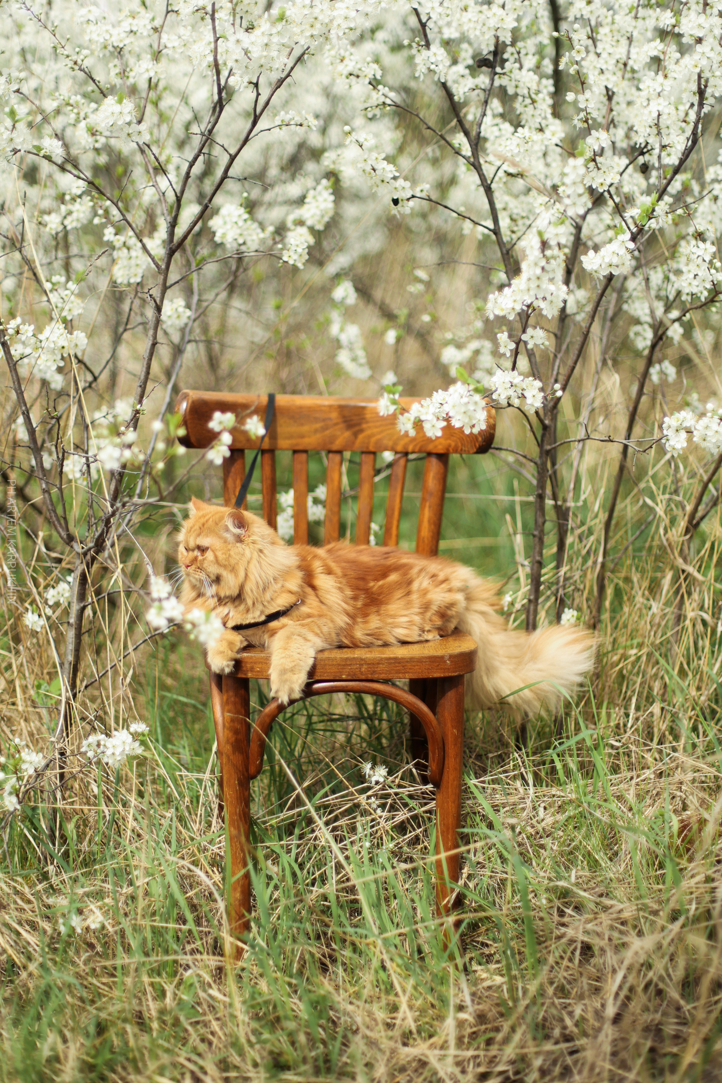 Плюша. Фотограф городских и семейных событий Артем Карпухин